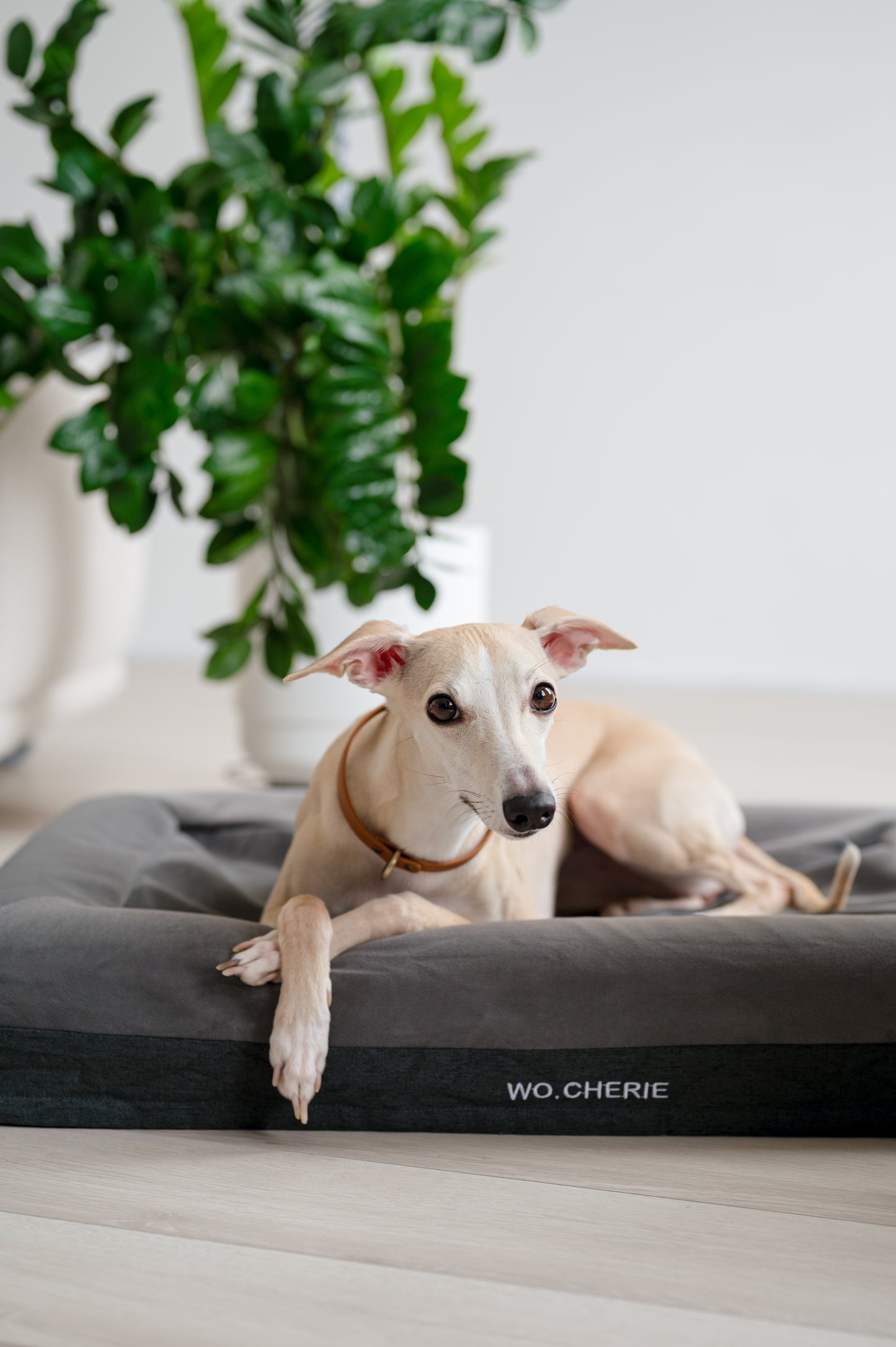 Easy clean One-piece Memory foam dog bed