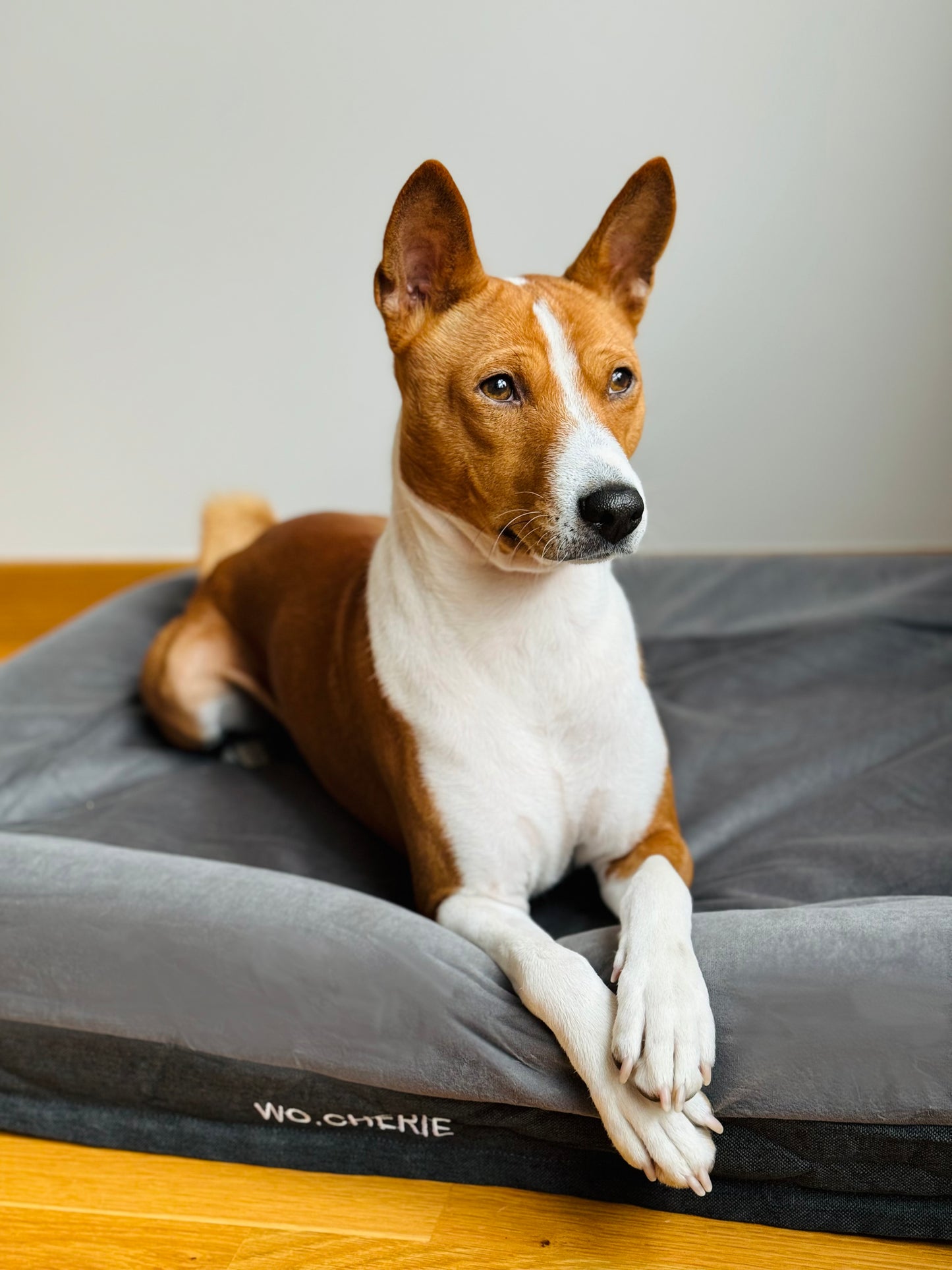 Easy clean One-piece Memory foam dog bed
