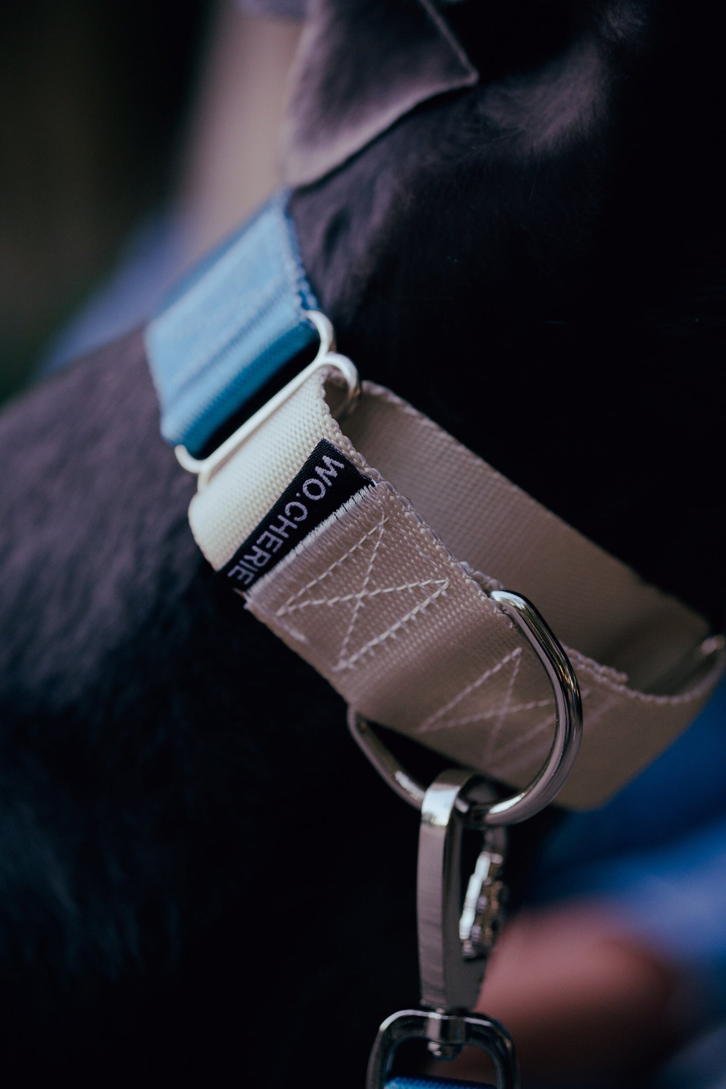 Dark turquoise Martingale greyhound dog collar, 40mm wide, leash optional