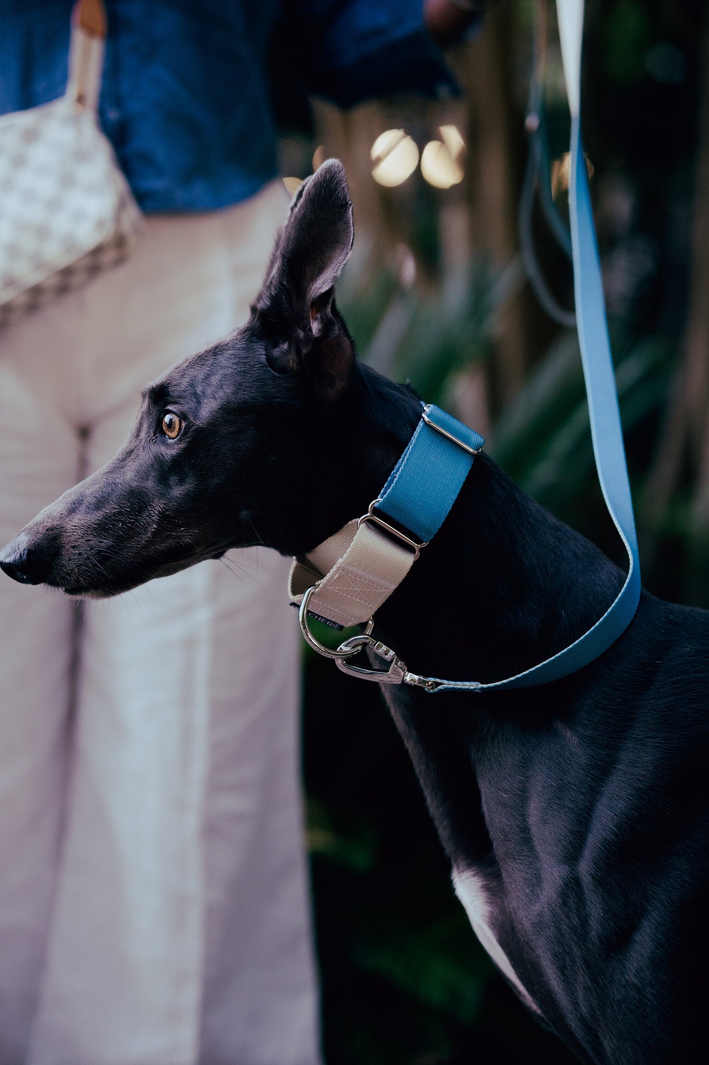 Dark turquoise Martingale greyhound dog collar, 40mm wide, leash optional