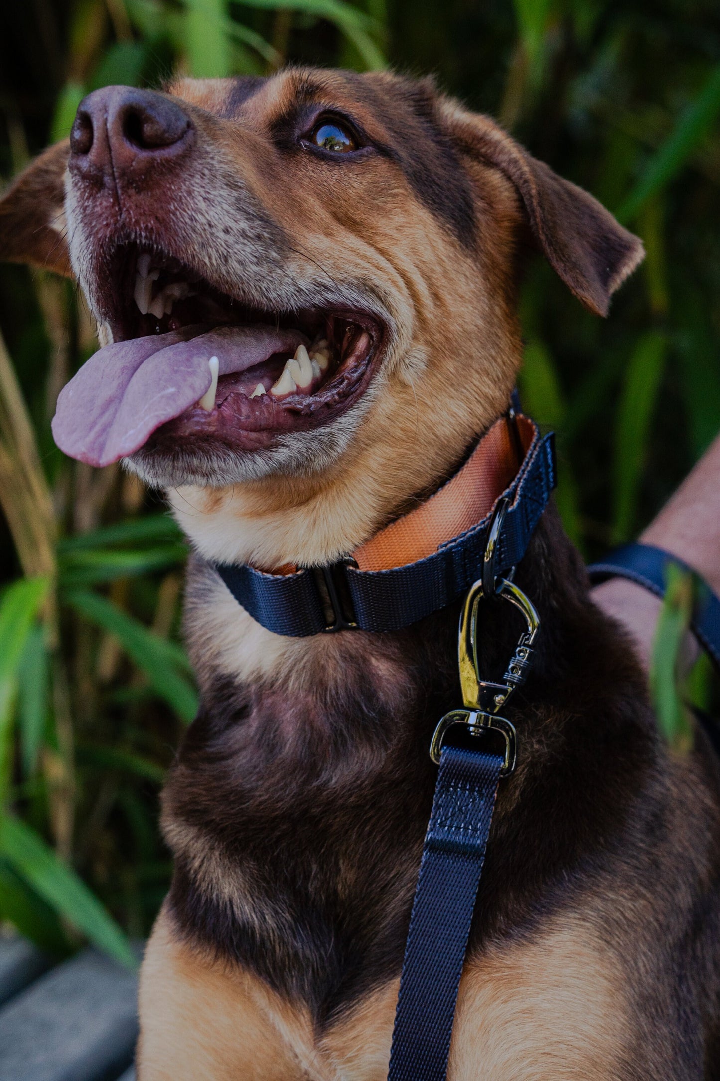 Black orange martingale 25mm wide dog collar, leash optional