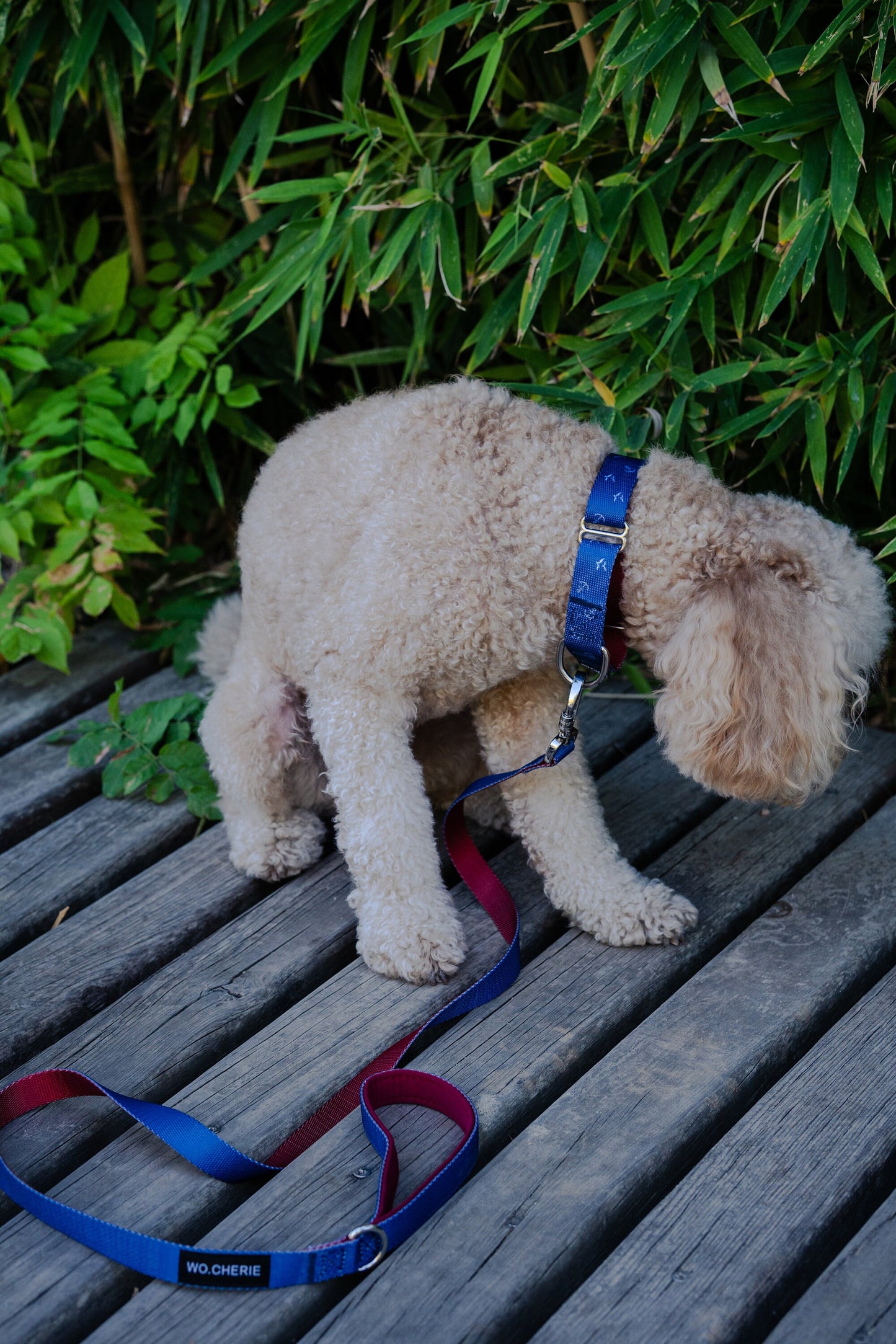 Blue-red with anchors martingale dog collar, 25mm wide, leash optional