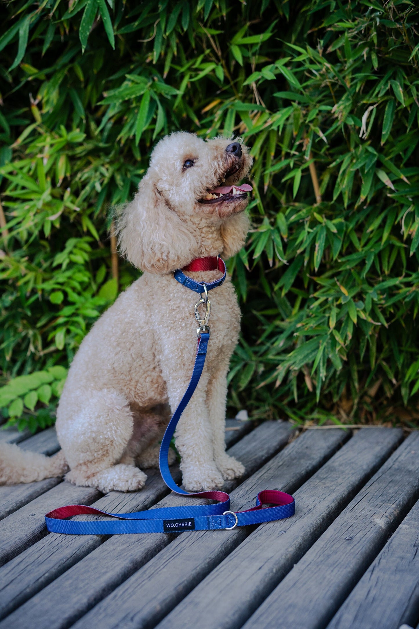 Blue-red with anchors martingale dog collar, 25mm wide, leash optional