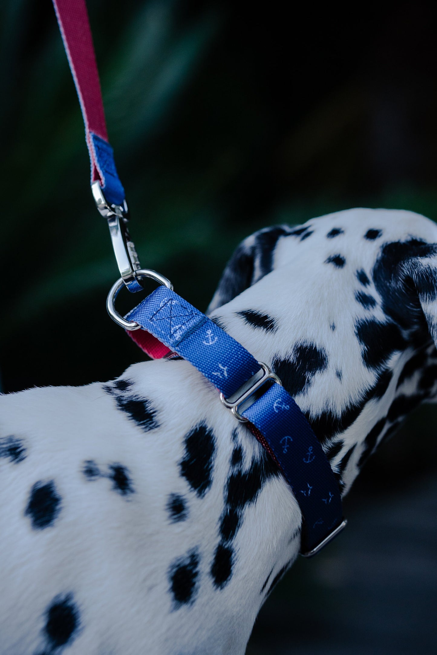 Blue-red with anchors martingale dog collar, 25mm wide, leash optional
