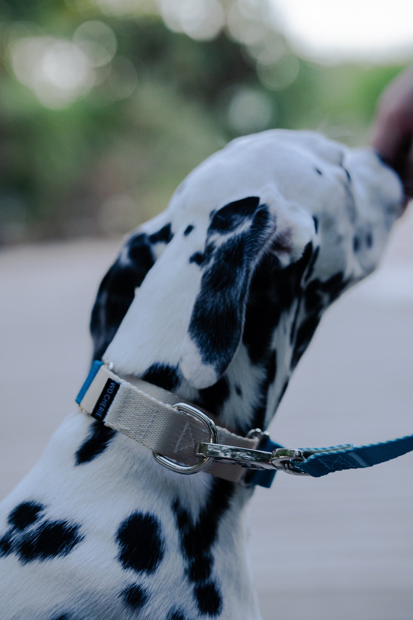 Blue-Grey Martingale Dog Collar, 25mm Wide, Optional Leash