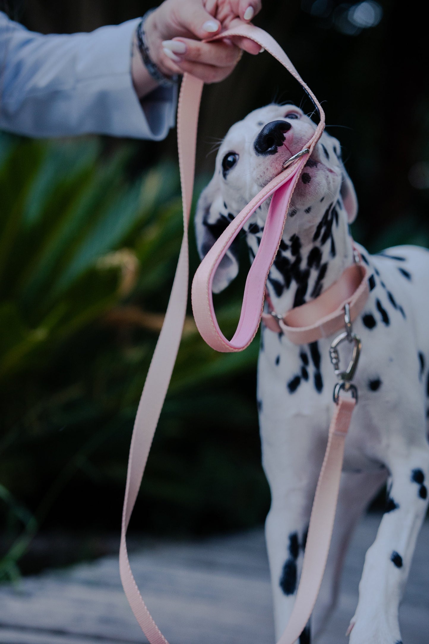 Pink Martingale dog collar, 25mm wide, leash optional