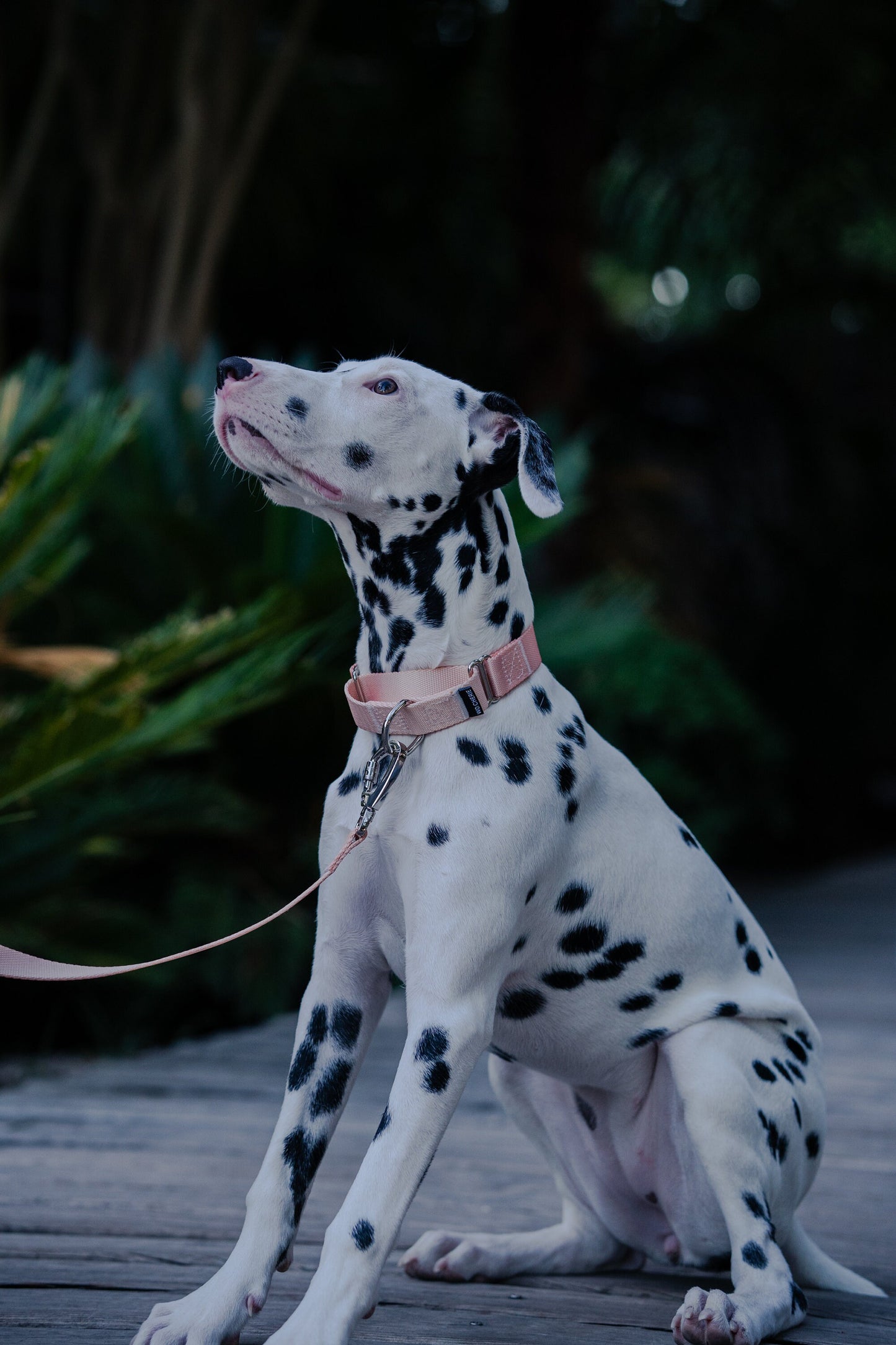 Pink martingale dog collar and leash walking set, 25mm Wide Martingale Collar and Leash Set for Dogs