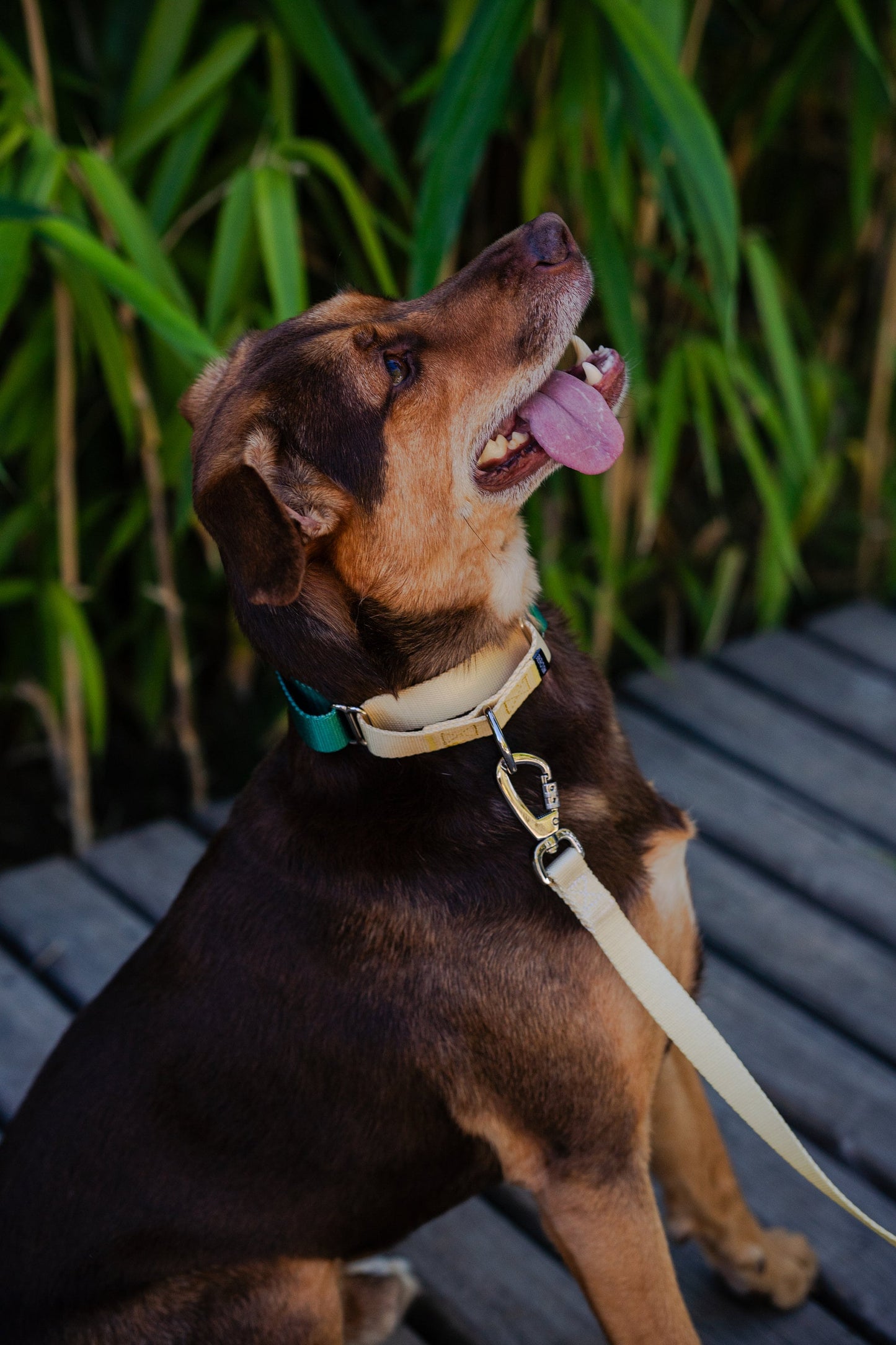 Yellow-green Gradient Dog collar and dog leash Walking Set, 25mm Wide Martingale Dog Collar and Leash