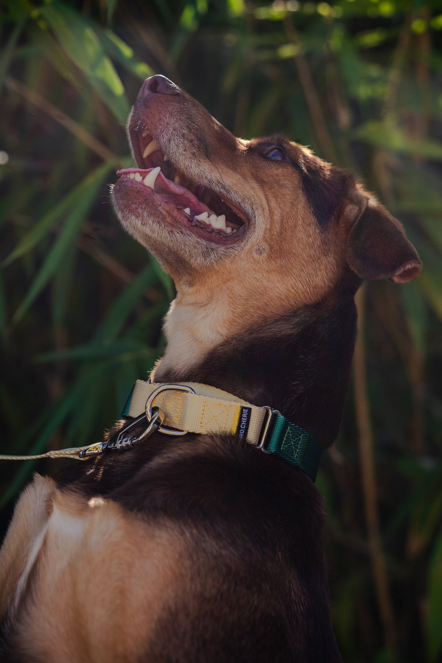 Yellow-green Gradient Dog collar and dog leash Walking Set, 25mm Wide Martingale Dog Collar and Leash