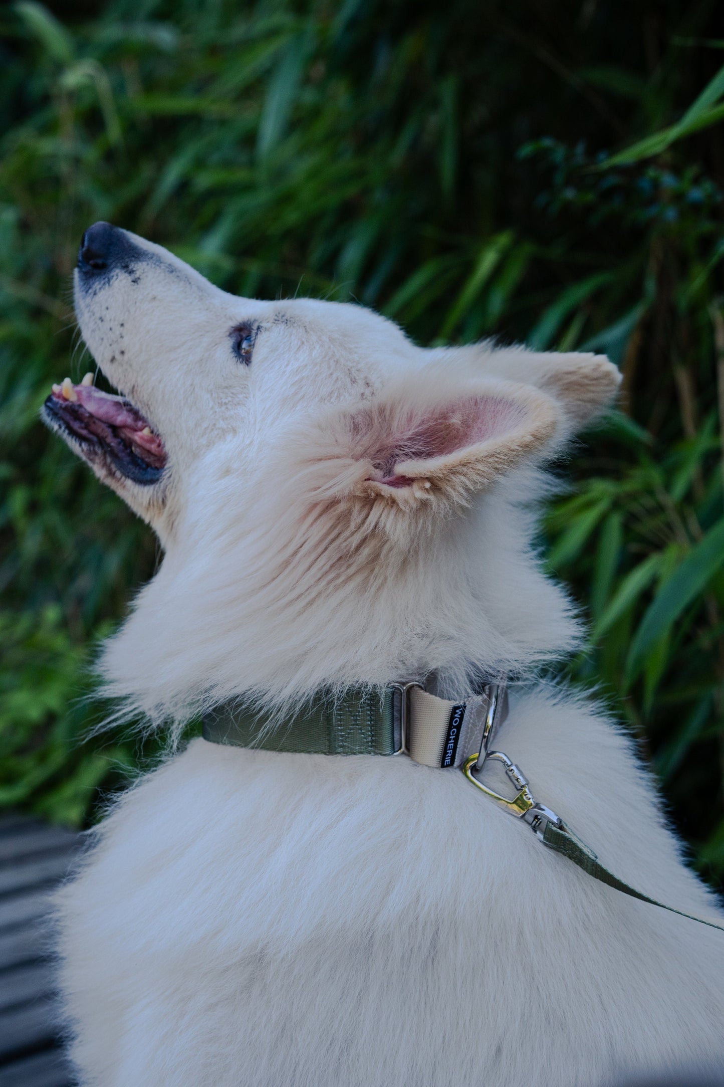 Olive green grey martingale greyhound dog collar and leash walking set, 40mm Wide Martingale Collar and Leash Set for Dogs