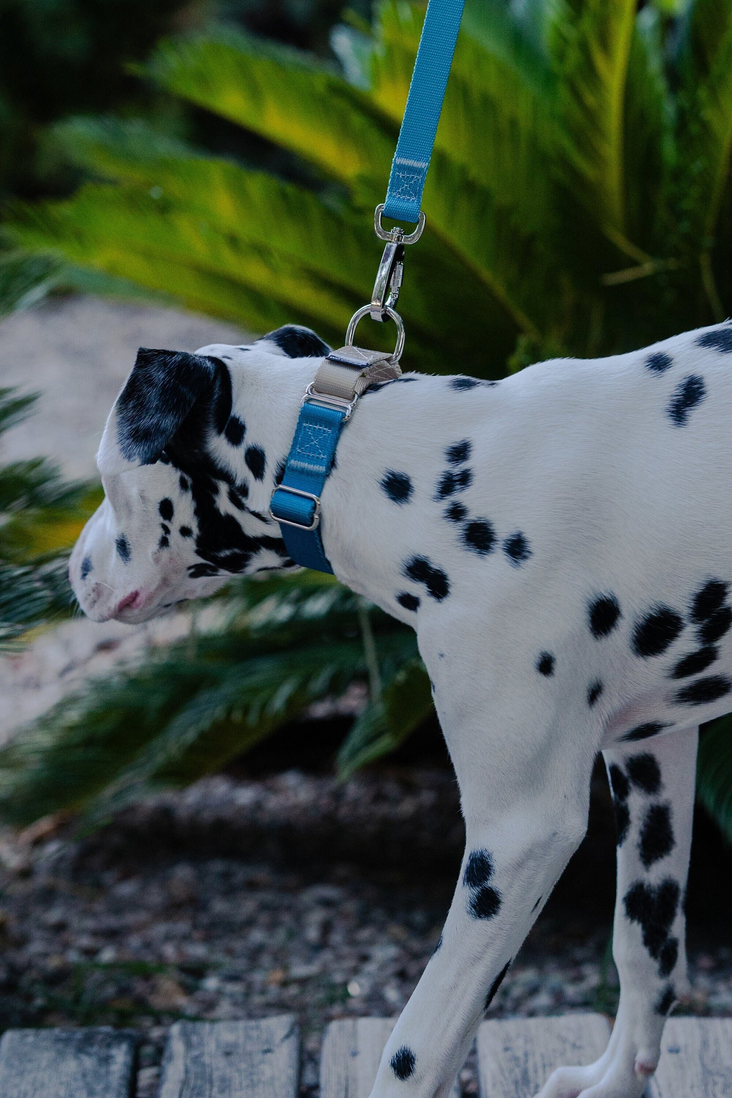 Blue-Grey Martingale Dog Collar, 25mm Wide, Optional Leash
