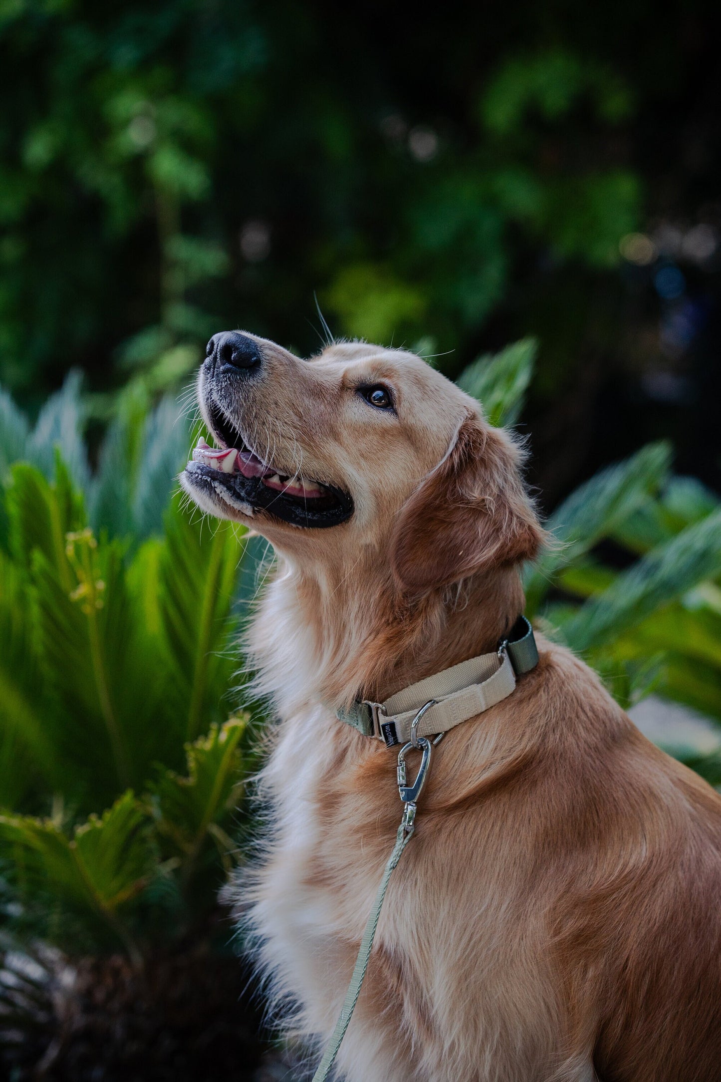 Olive green martingale dog collar, 25mm wide, leash optional