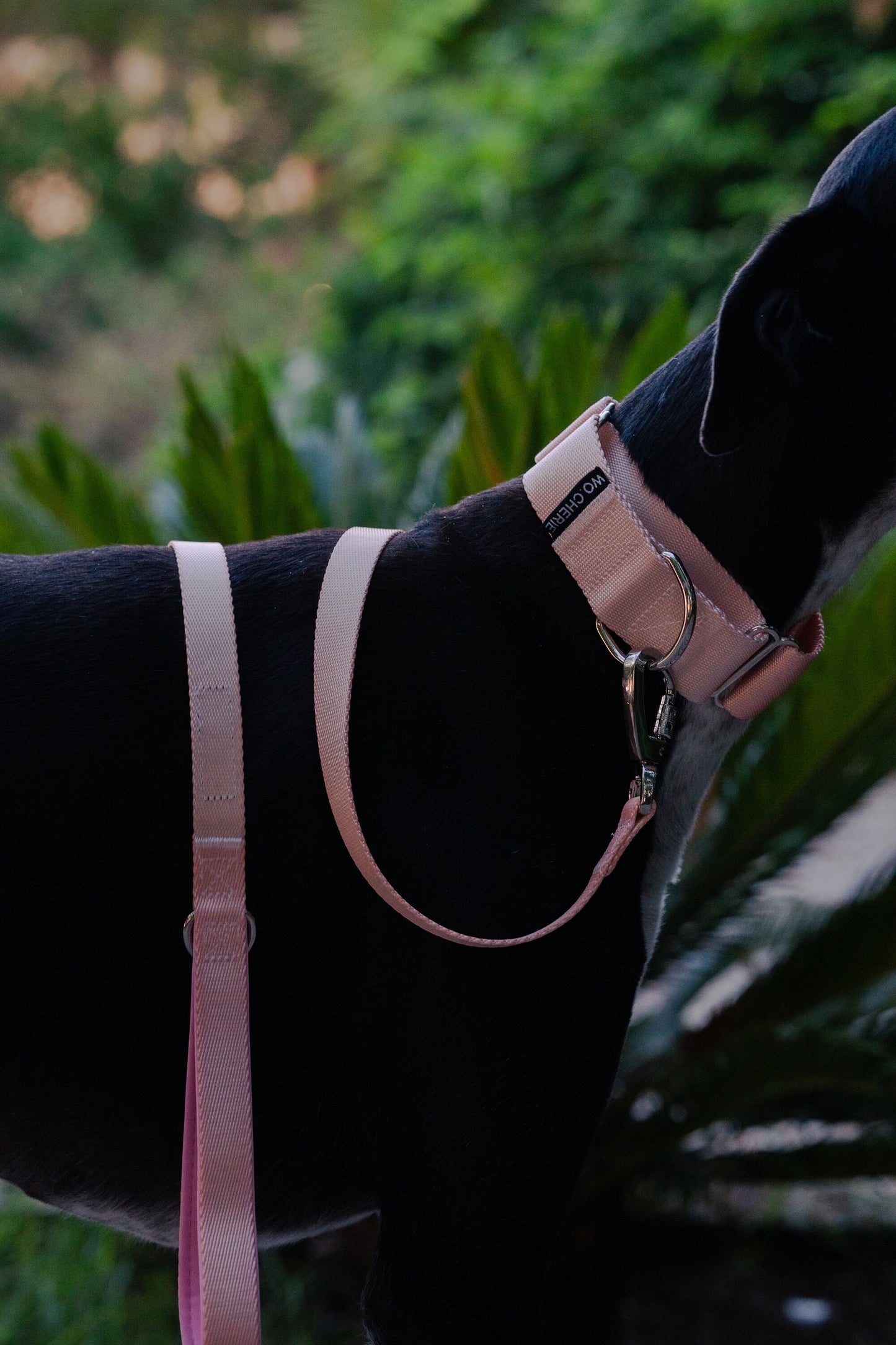 Pink martingale greyhound dog collar, 40mm wide dog collar, leash optional