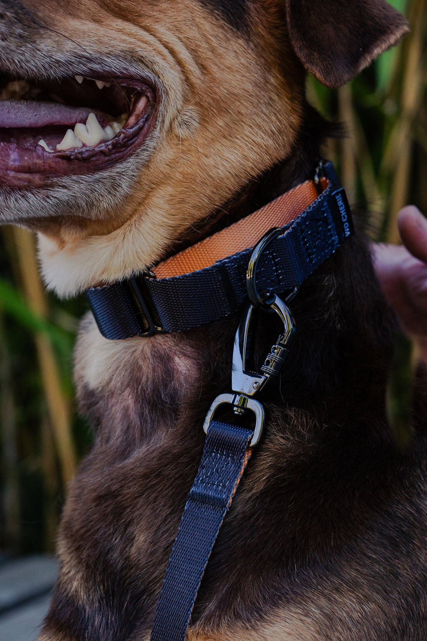 Black orange martingale 25mm wide dog collar, leash optional