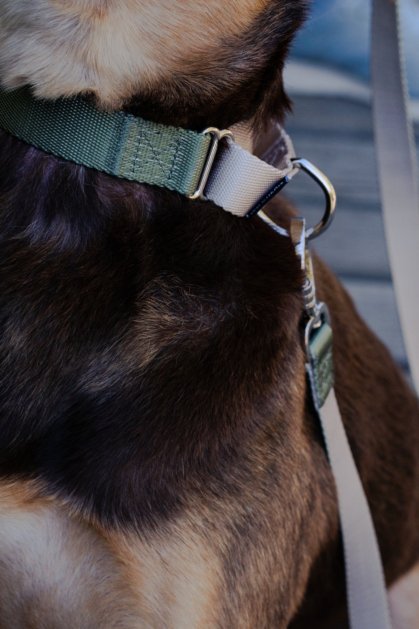Olive green martingale dog collar, 25mm wide, leash optional
