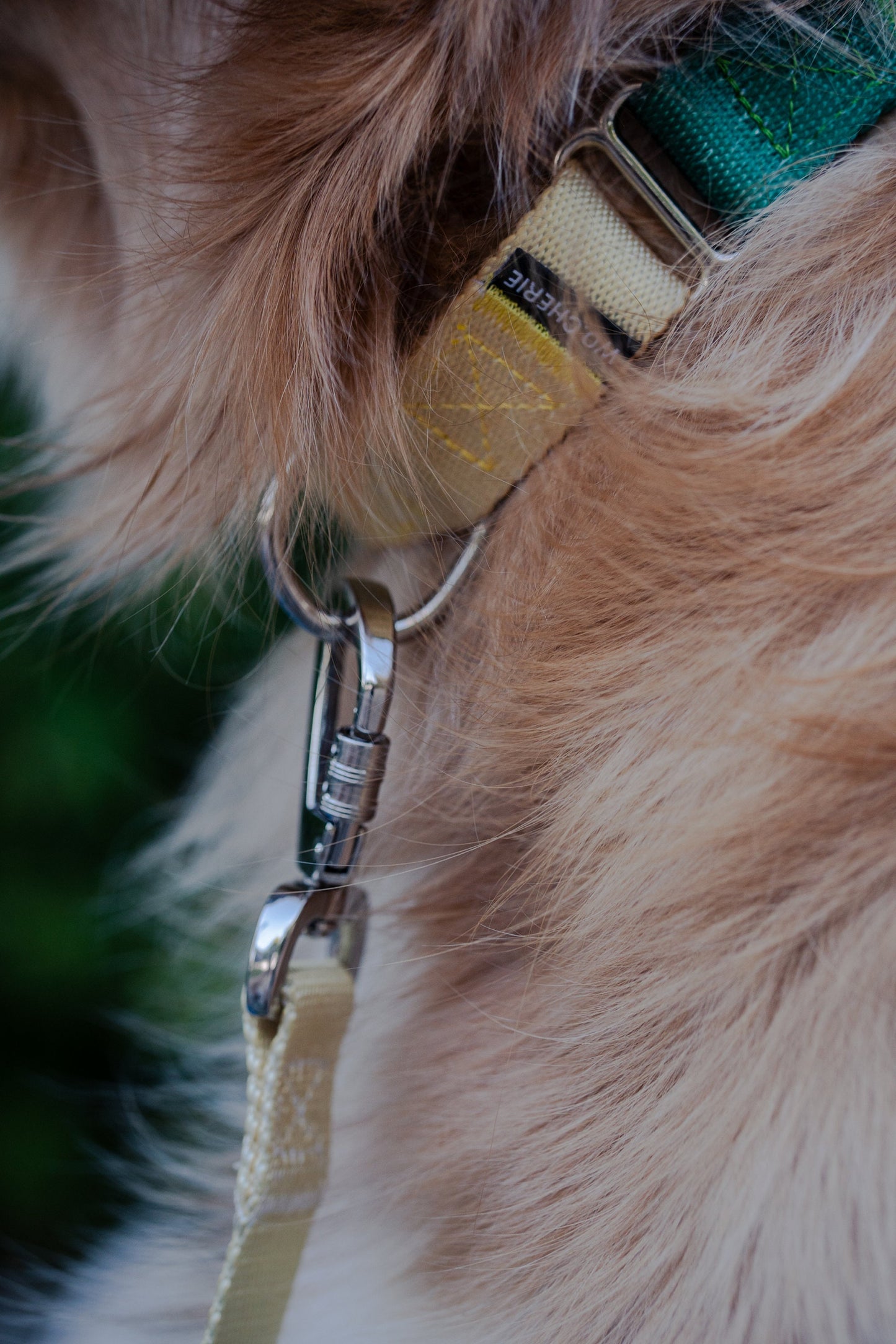 Yellow green martingale dog collar, 25mm wide, leash optional