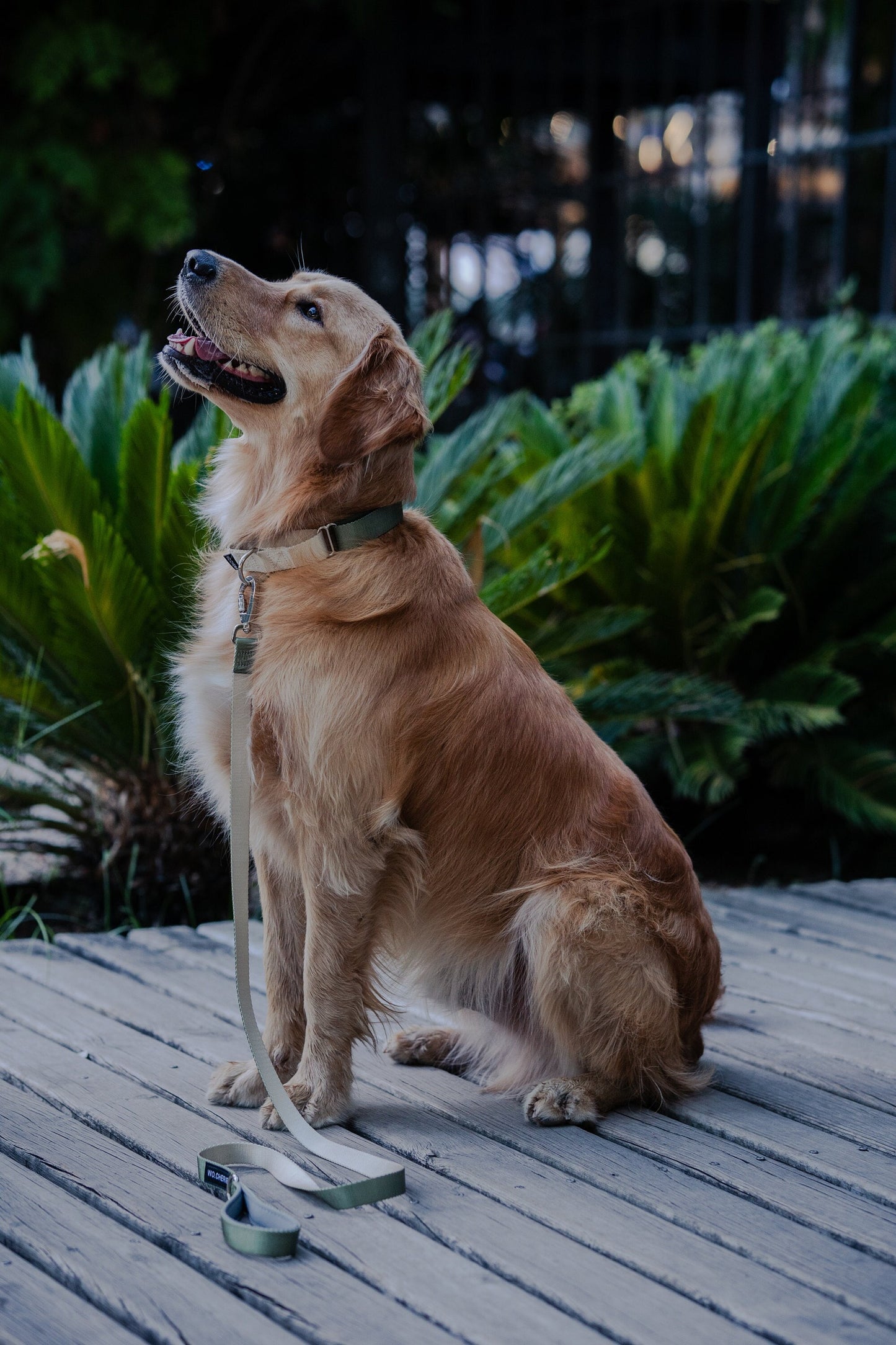 Olive green martingale dog collar, 25mm wide, leash optional
