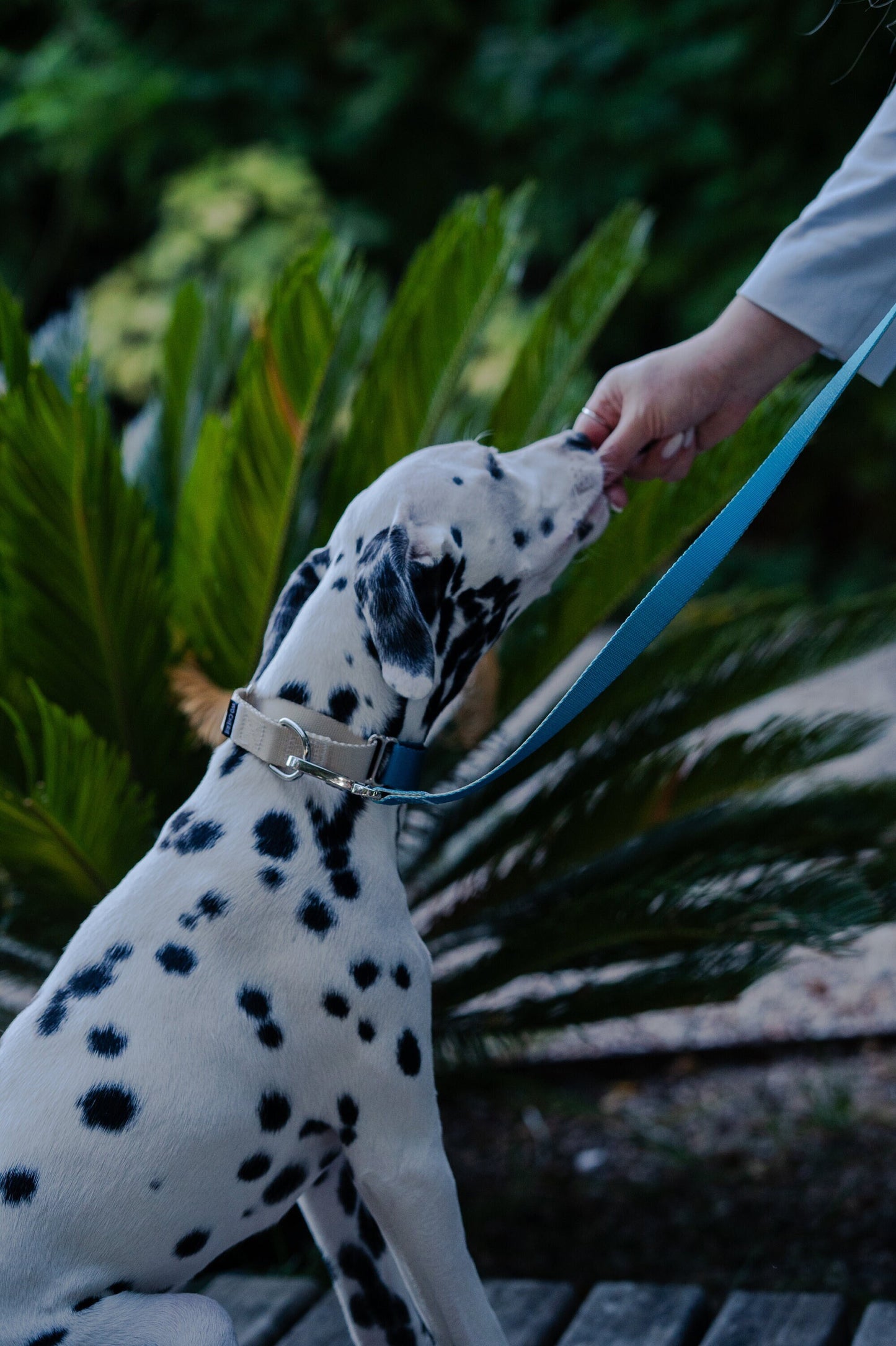 Blue-Grey Martingale Dog Collar, 25mm Wide, Optional Leash