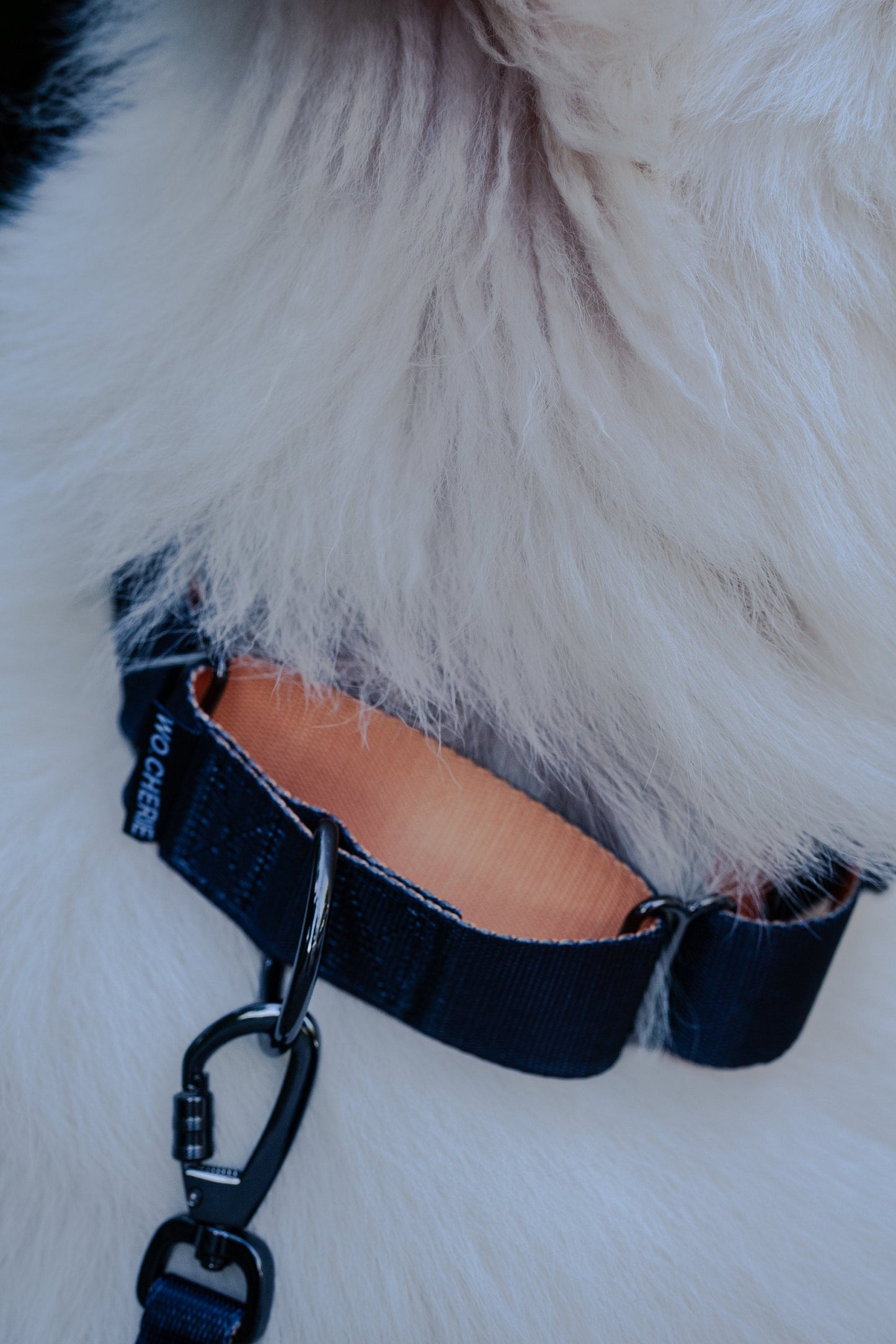 Black orange Martingale greyhound collar, 40mm wide dog collar, leash optional