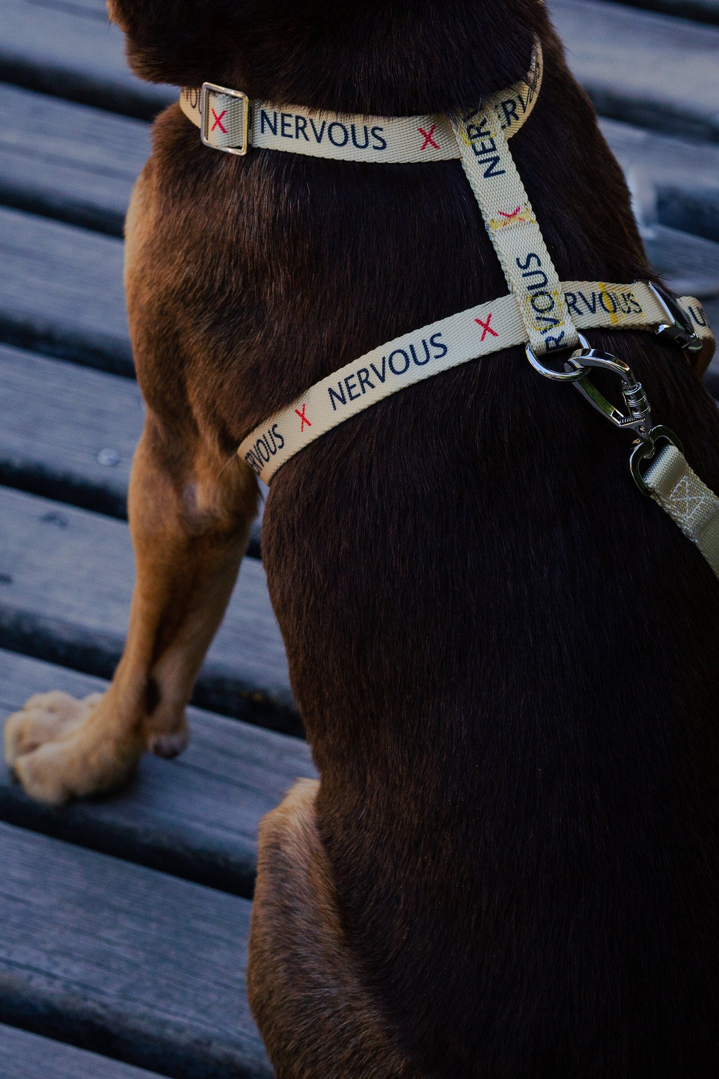 Yellow Nervous Anxious dog collar harness for Medium-sized dog, leash optional