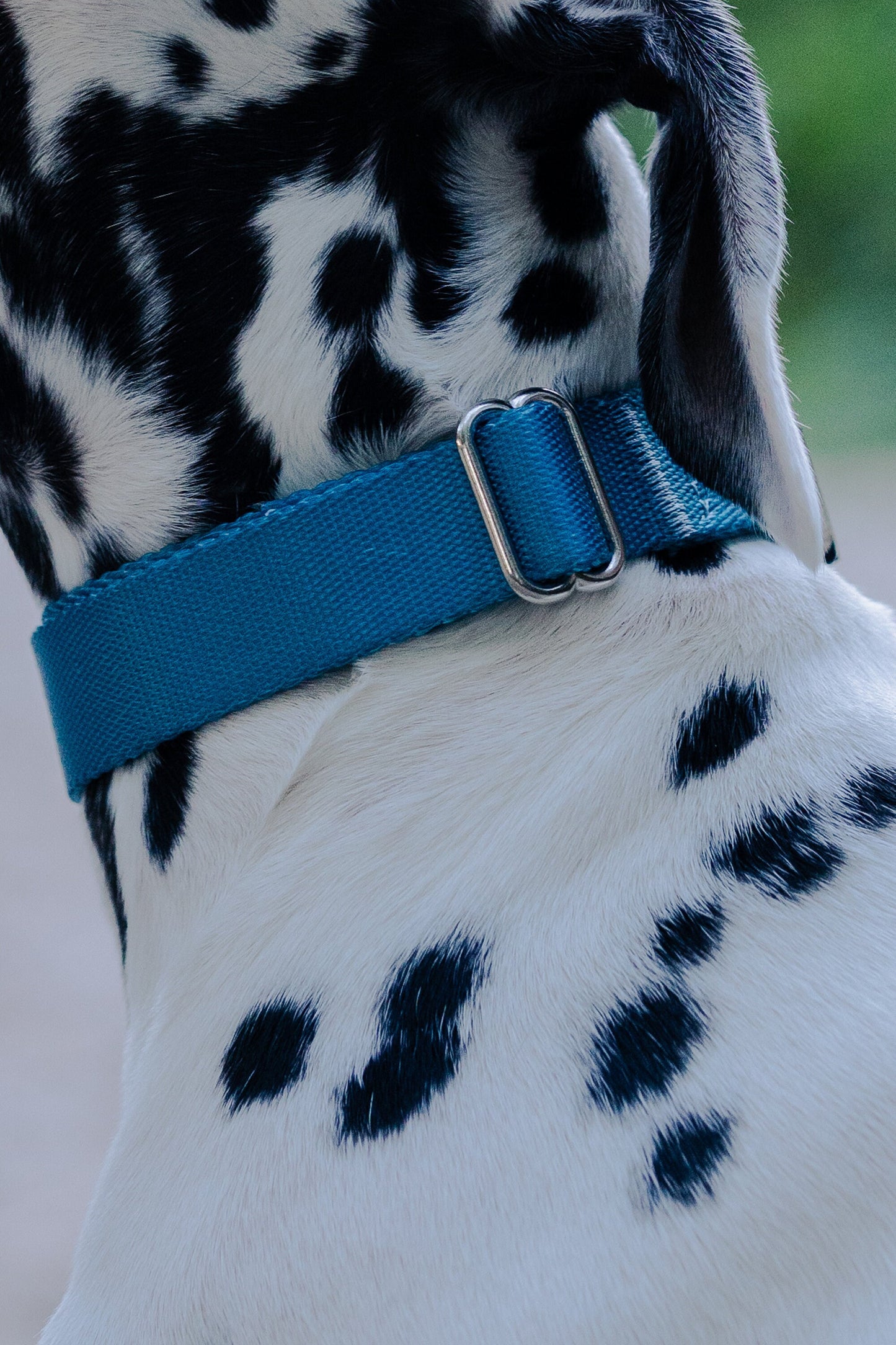 Blue grey martingale dog collar and leash walking set, 25mm Wide Martingale Collar and Leash Set for Dogs