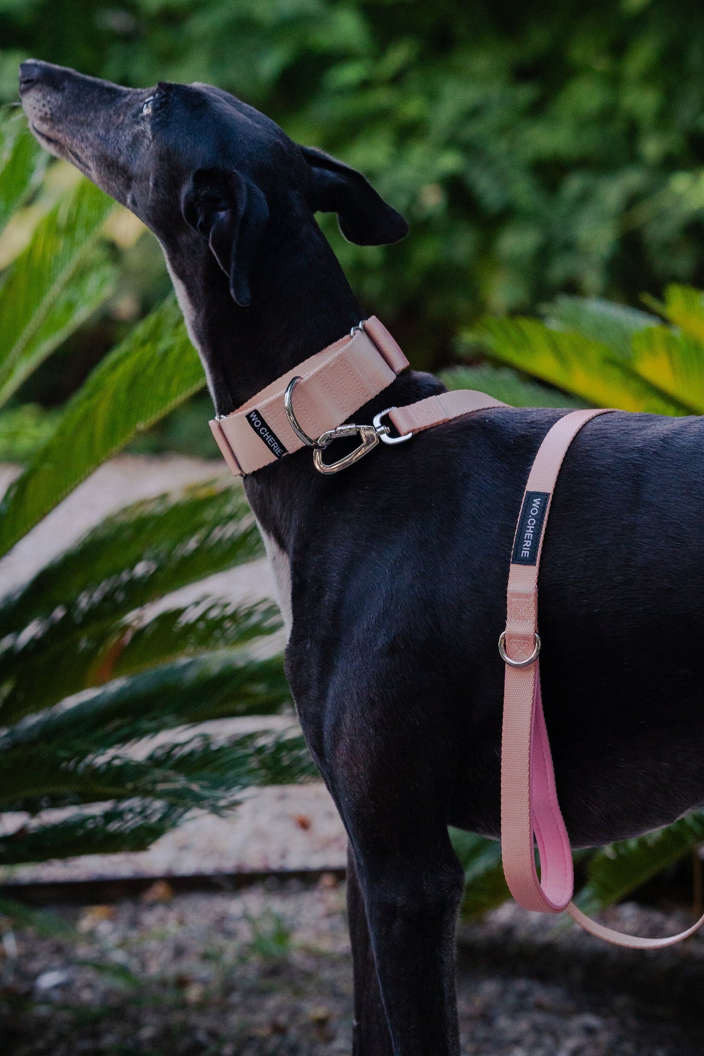 Pink martingale greyhound dog collar and leash walking set, 40mm Wide Dogs Collar and Leash