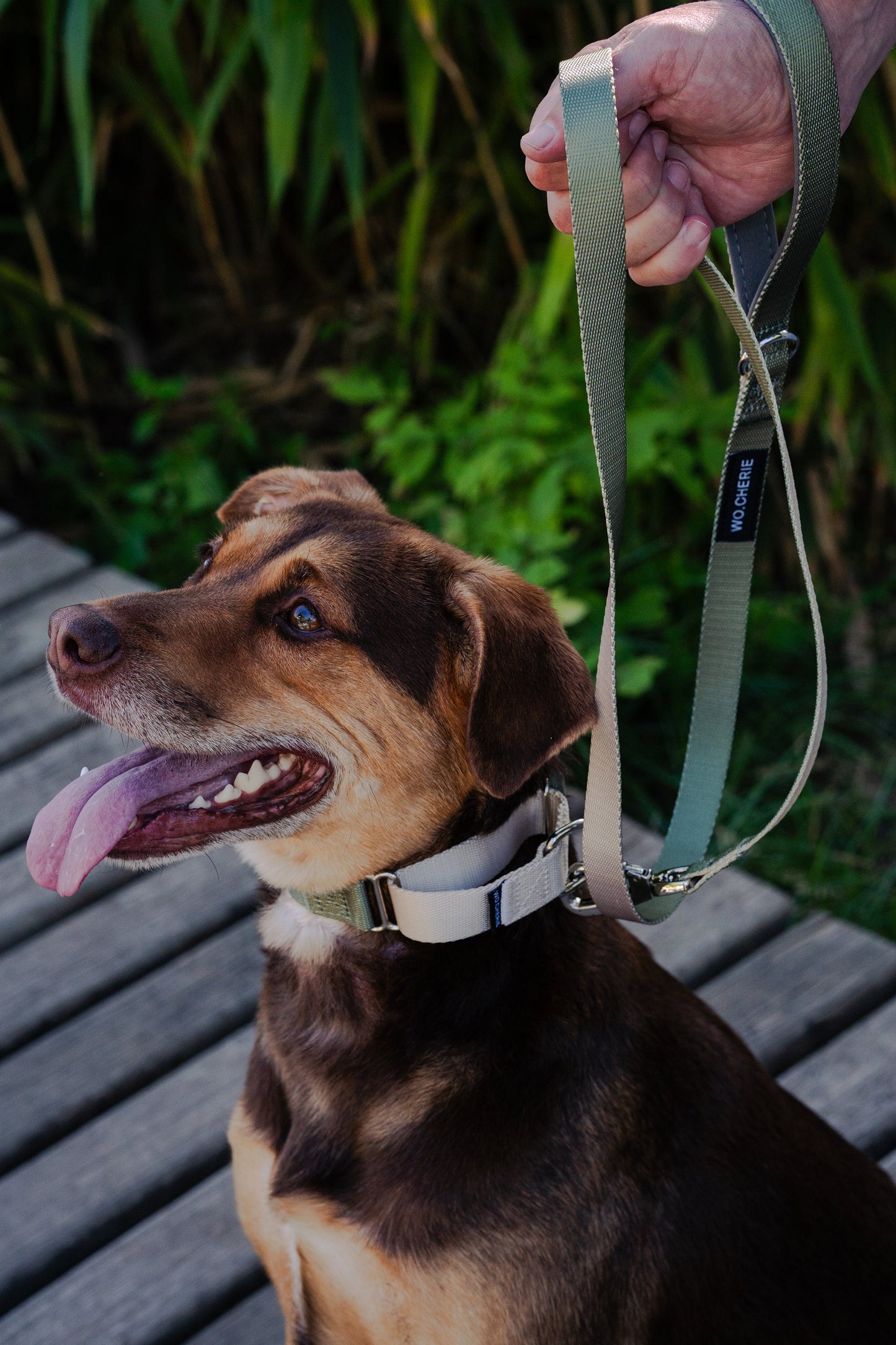 Olive green grey martingale dog collar and leash walking set, 25mm Wide Martingale Collar and Leash Set for Dogs