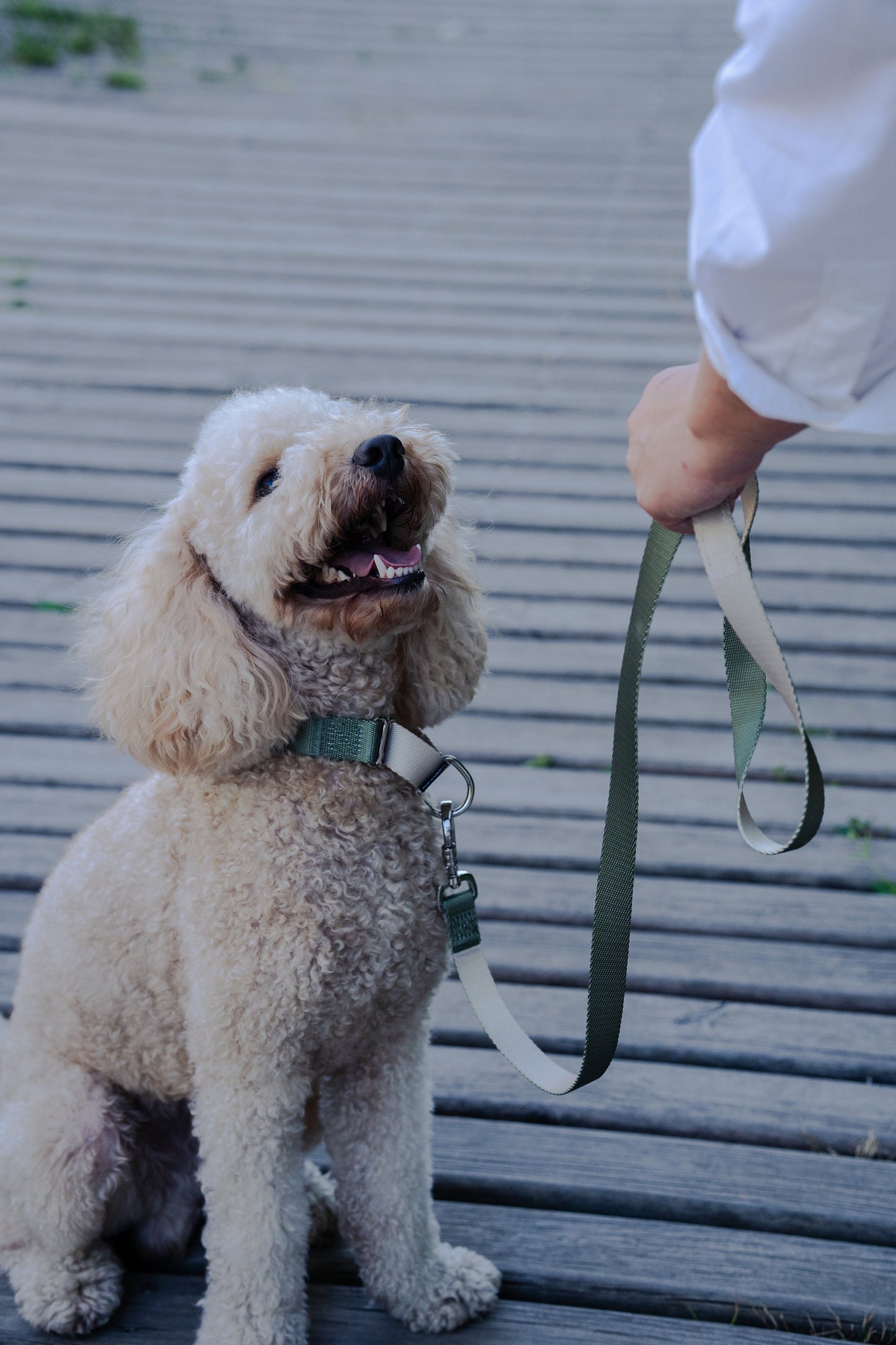 Olive green grey martingale dog collar and leash walking set, 25mm Wide Martingale Collar and Leash Set for Dogs