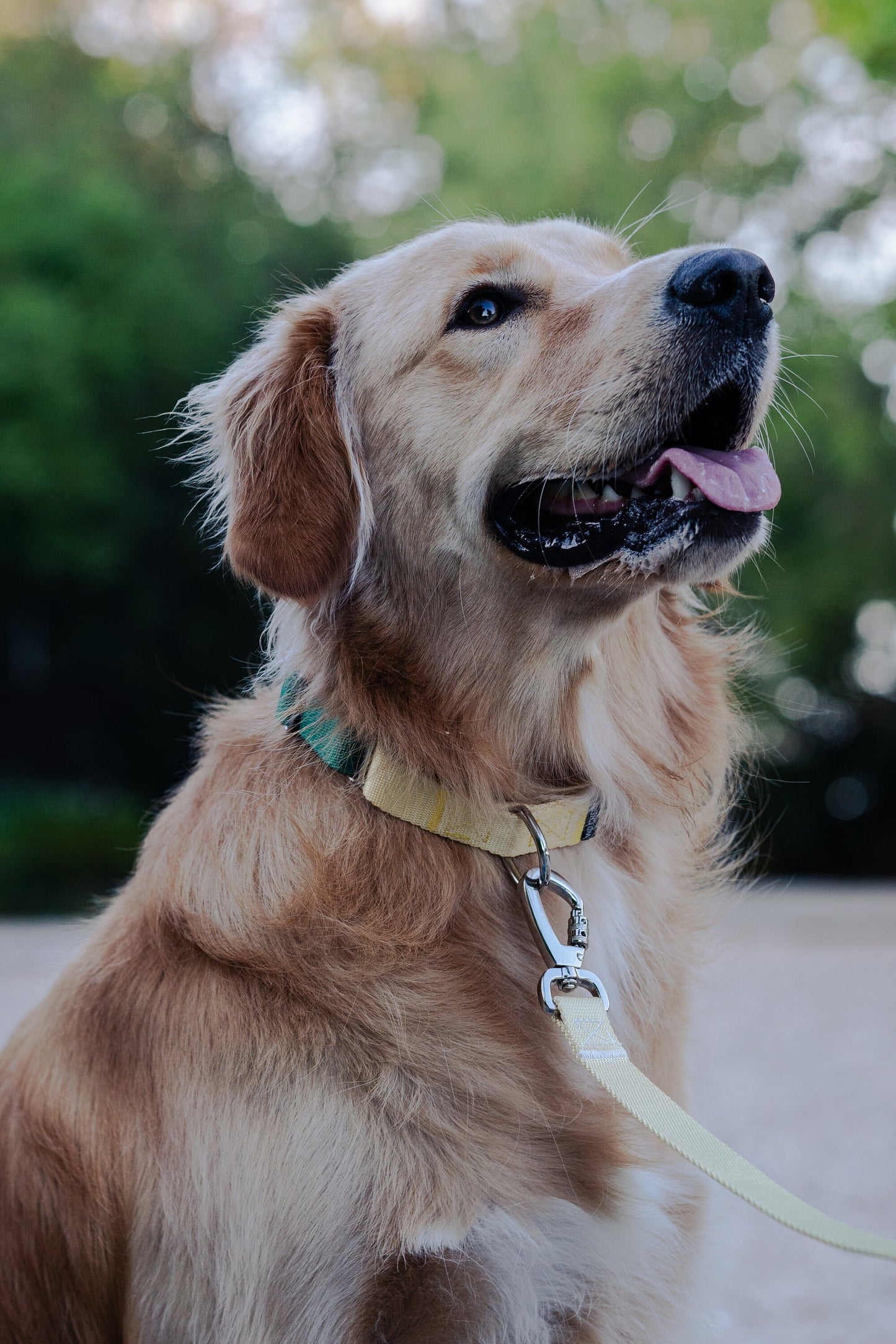 Yellow-green Gradient Dog collar and dog leash Walking Set, 25mm Wide Martingale Dog Collar and Leash