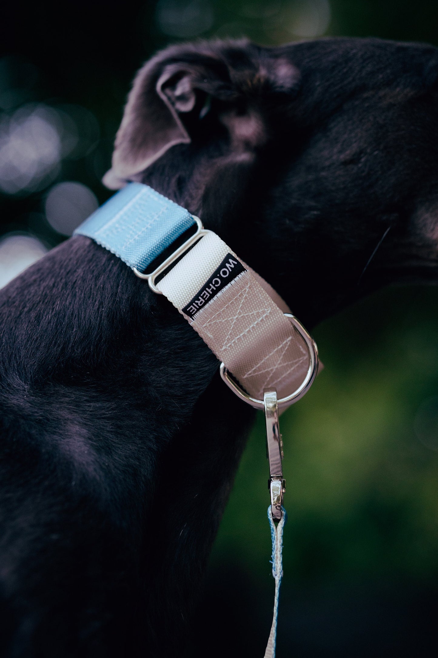 Blue grey martingale greyhound dog collar and leash walking set, 40mm Wide Martingale Collar and Leash Set for Dogs