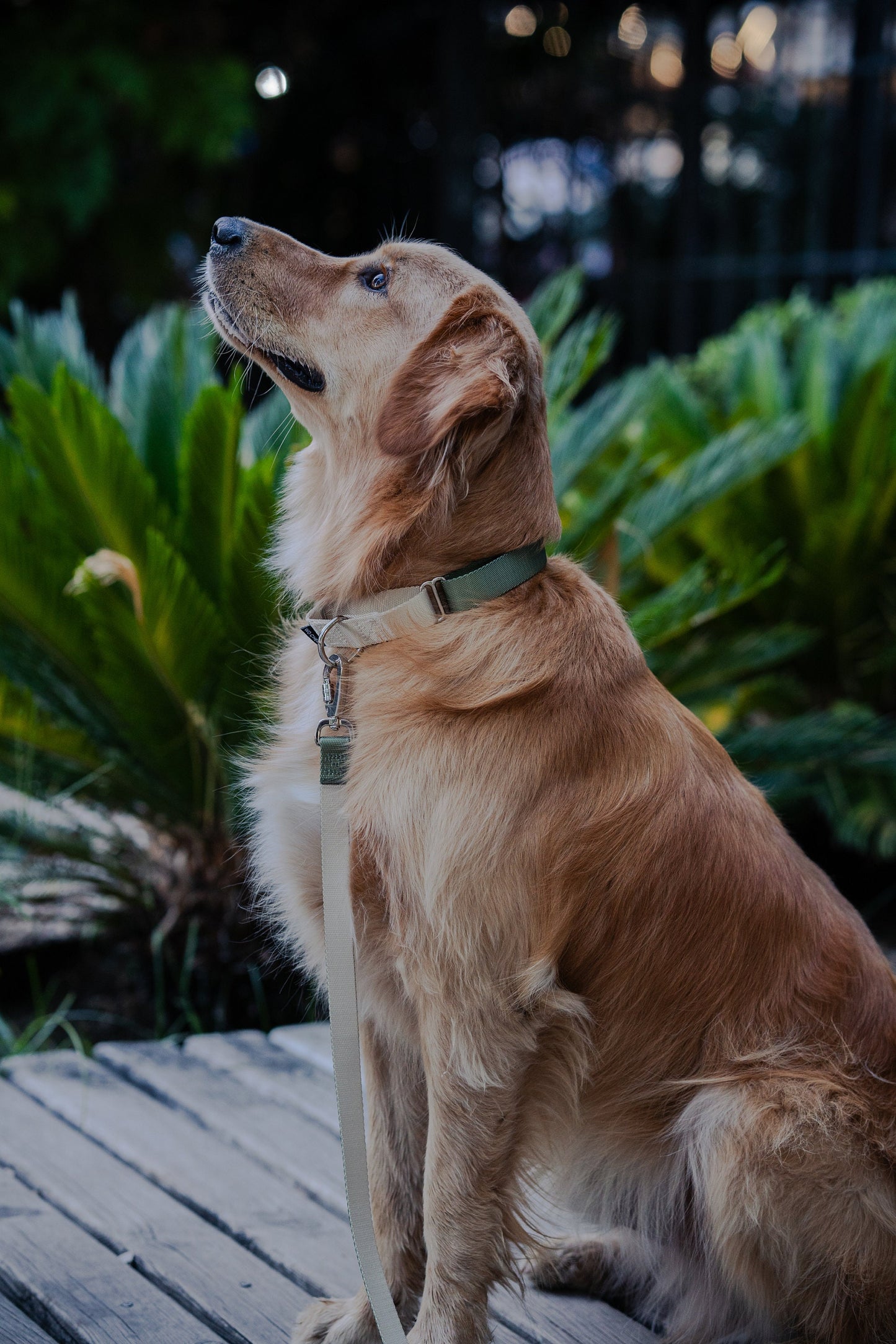 Olive green grey martingale dog collar and leash walking set, 25mm Wide Martingale Collar and Leash Set for Dogs