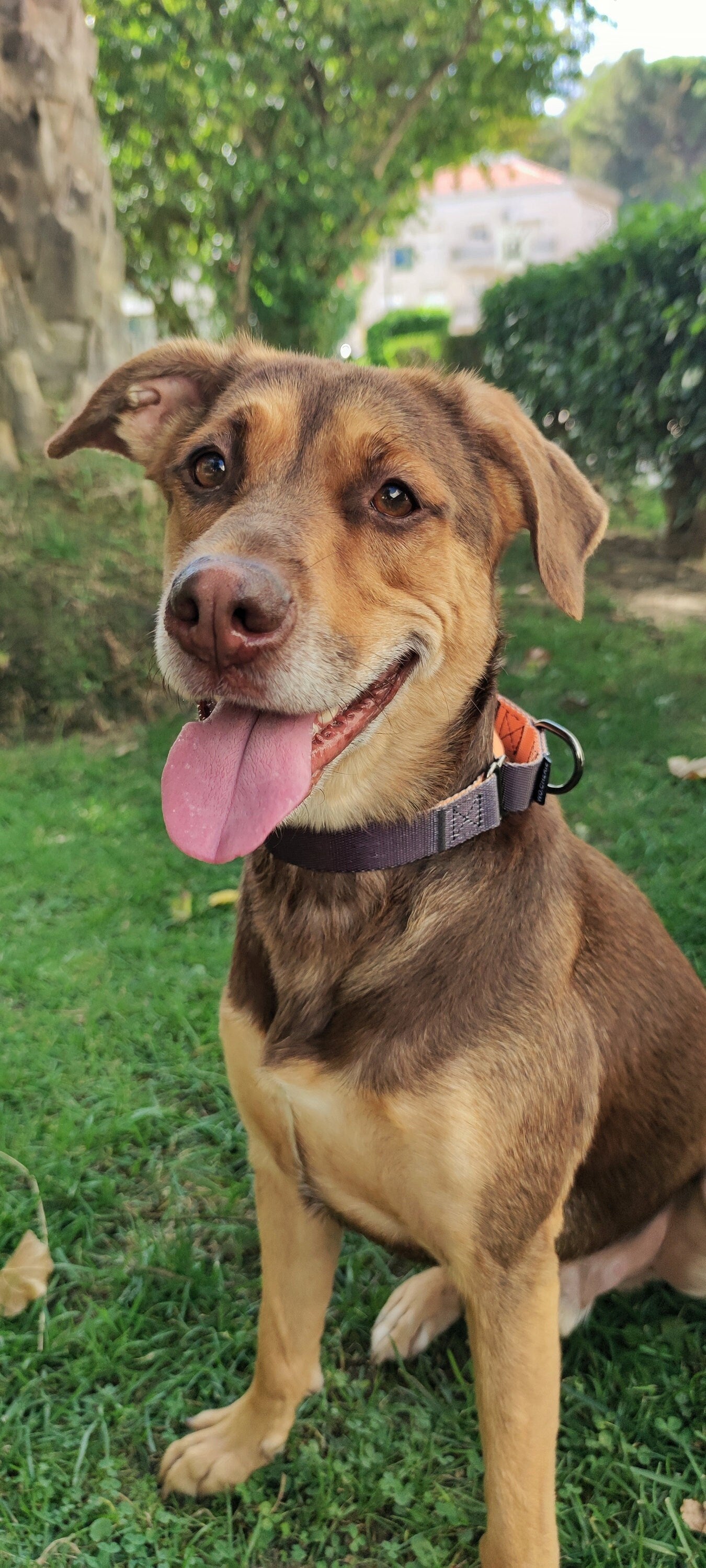 Black orange martingale 25mm wide dog collar, leash optional