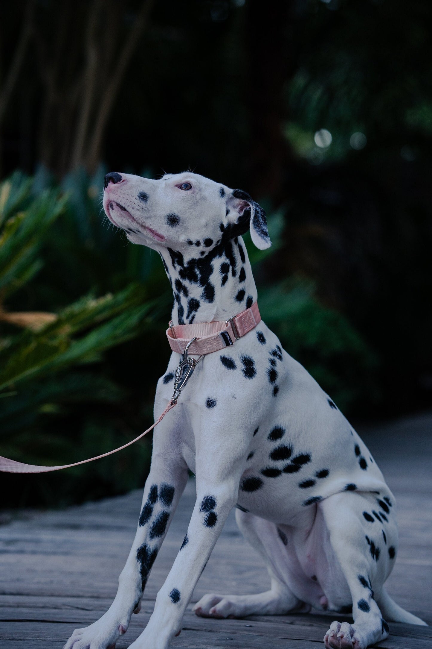 Pink Martingale dog collar, 25mm wide, leash optional