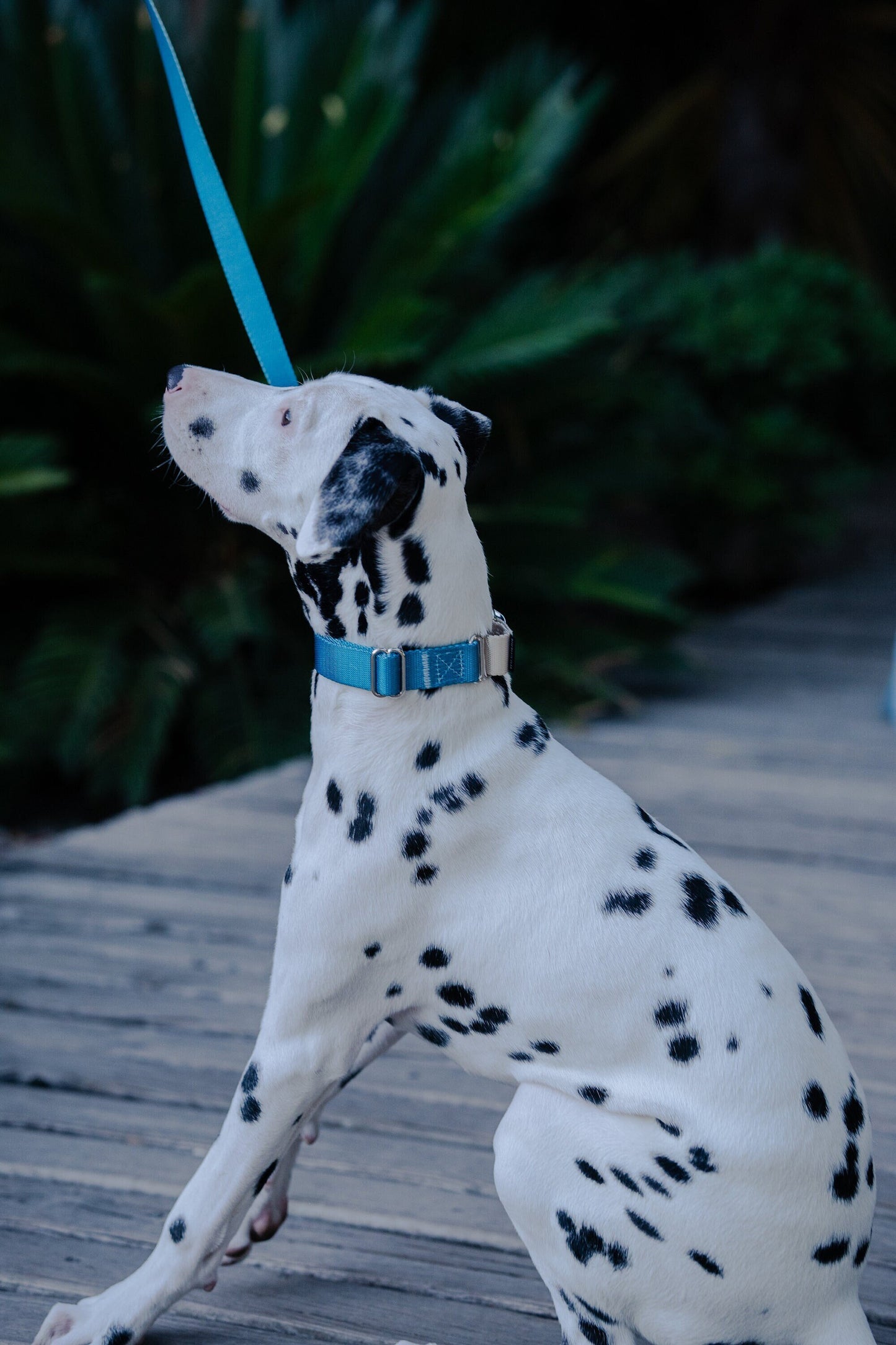 Blue-Grey Martingale Dog Collar, 25mm Wide, Optional Leash