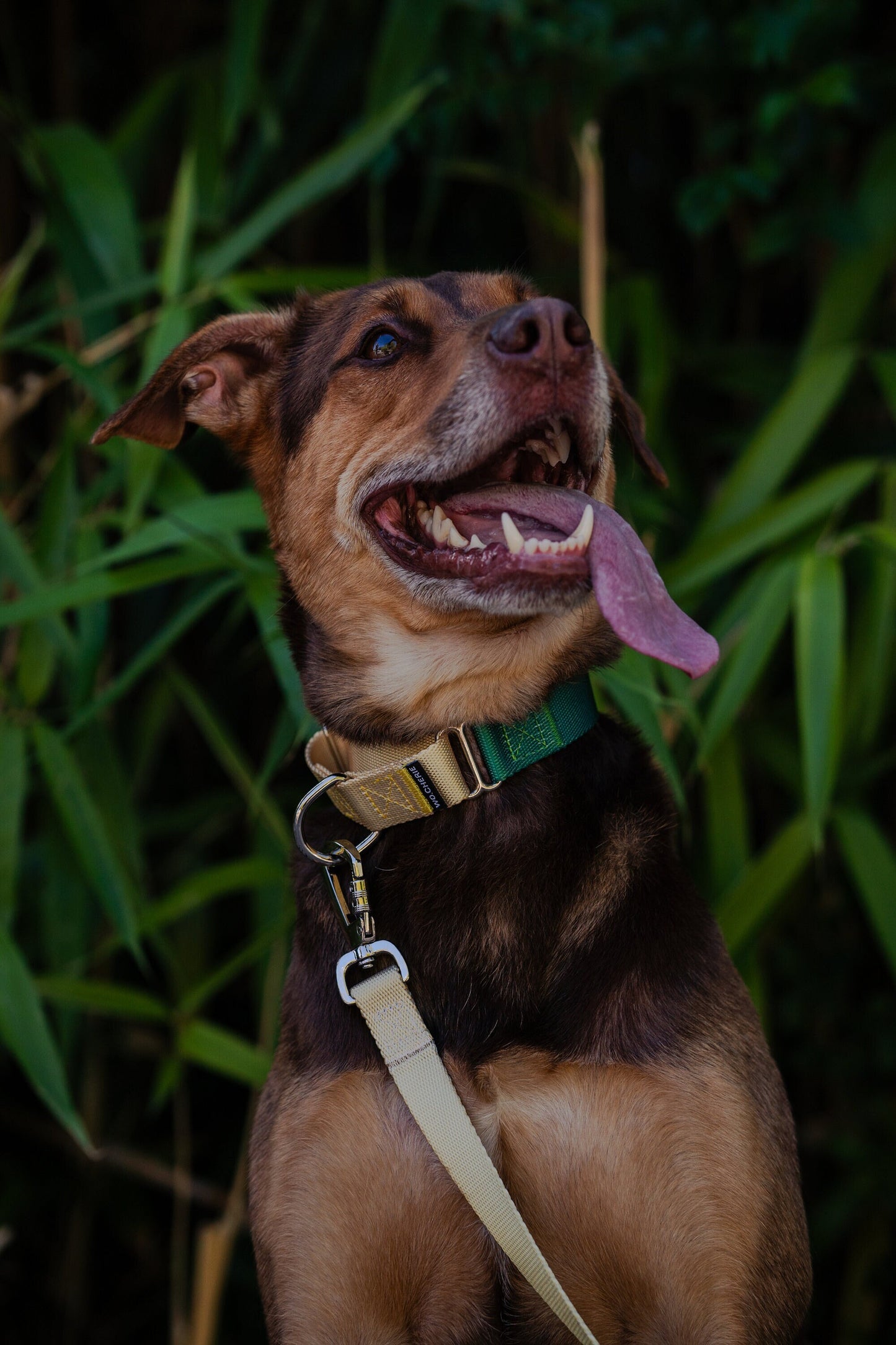 Yellow green martingale dog collar, 25mm wide, leash optional