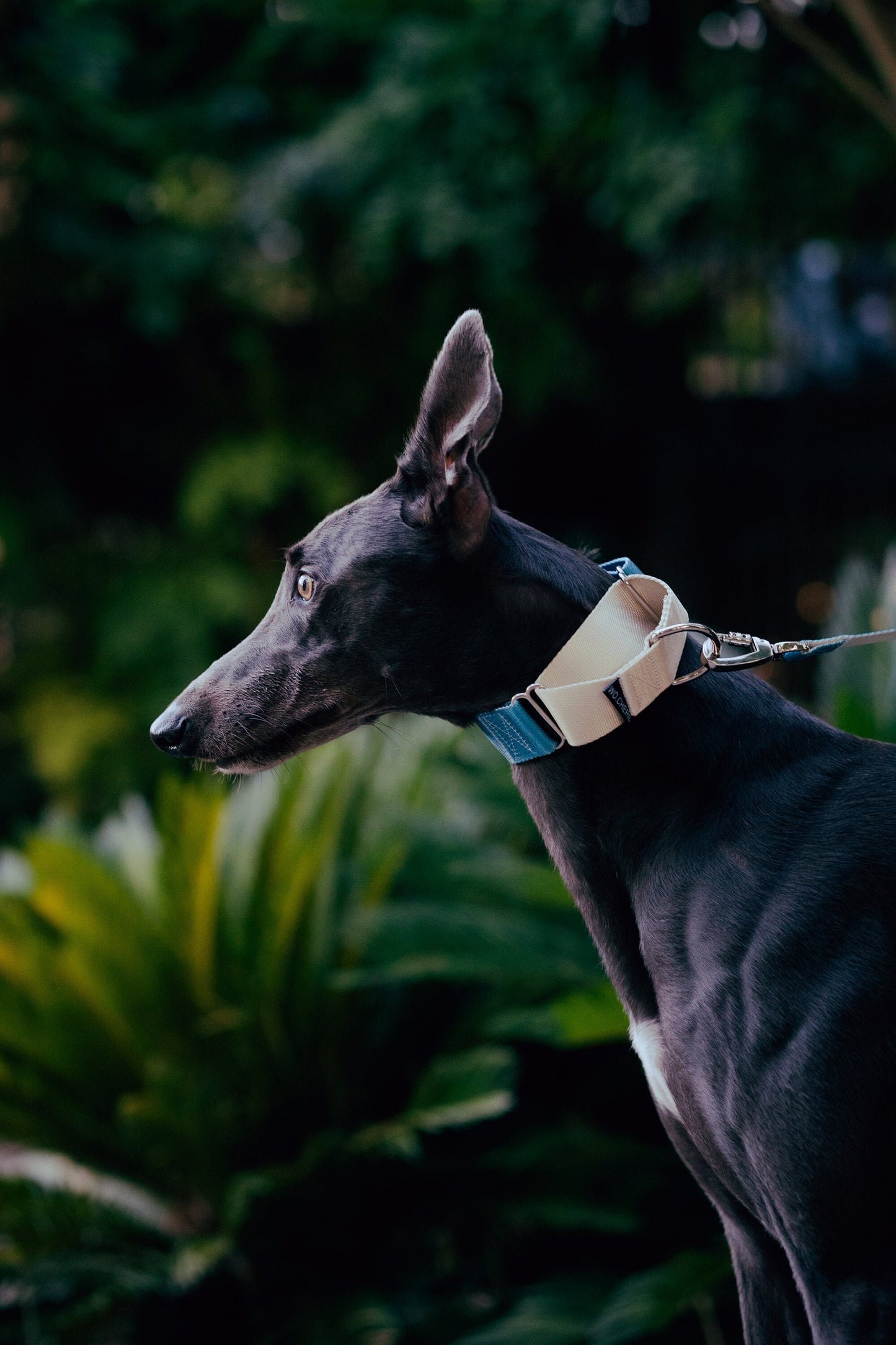 Dark turquoise Martingale greyhound dog collar, 40mm wide, leash optional