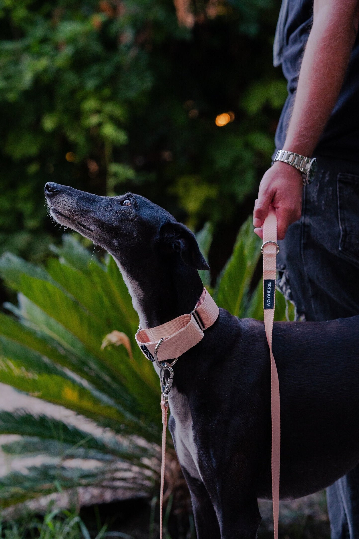 Pink martingale greyhound dog collar, 40mm wide dog collar, leash optional