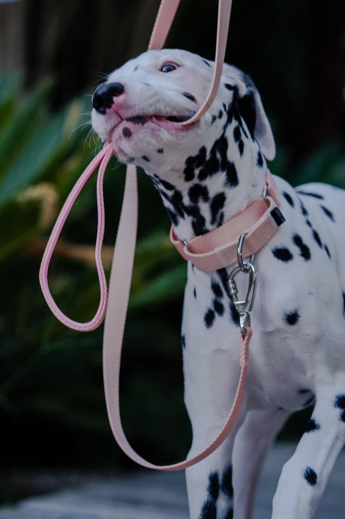 Pink martingale dog collar and leash walking set, 25mm Wide Martingale Collar and Leash Set for Dogs