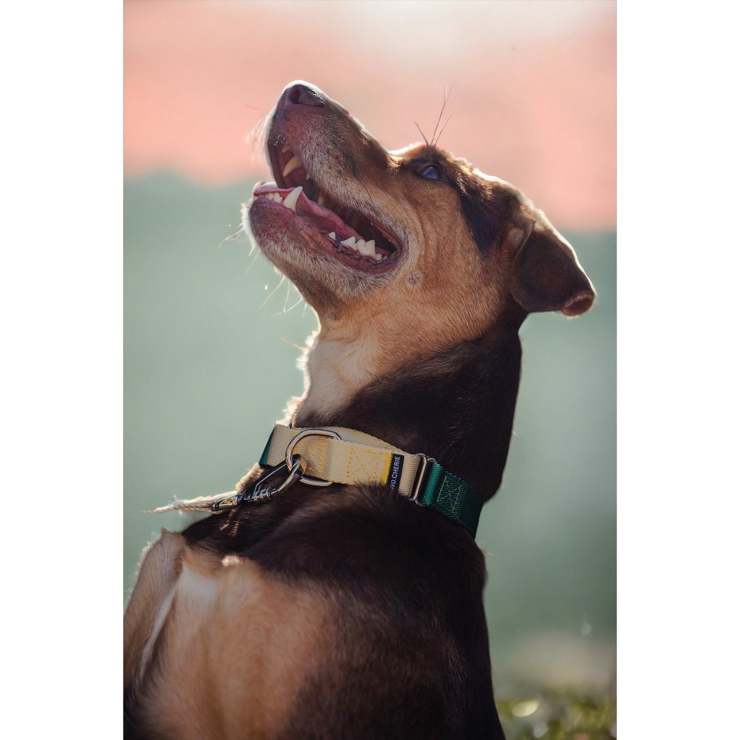 Yellow green martingale dog collar, 25mm wide, leash optional
