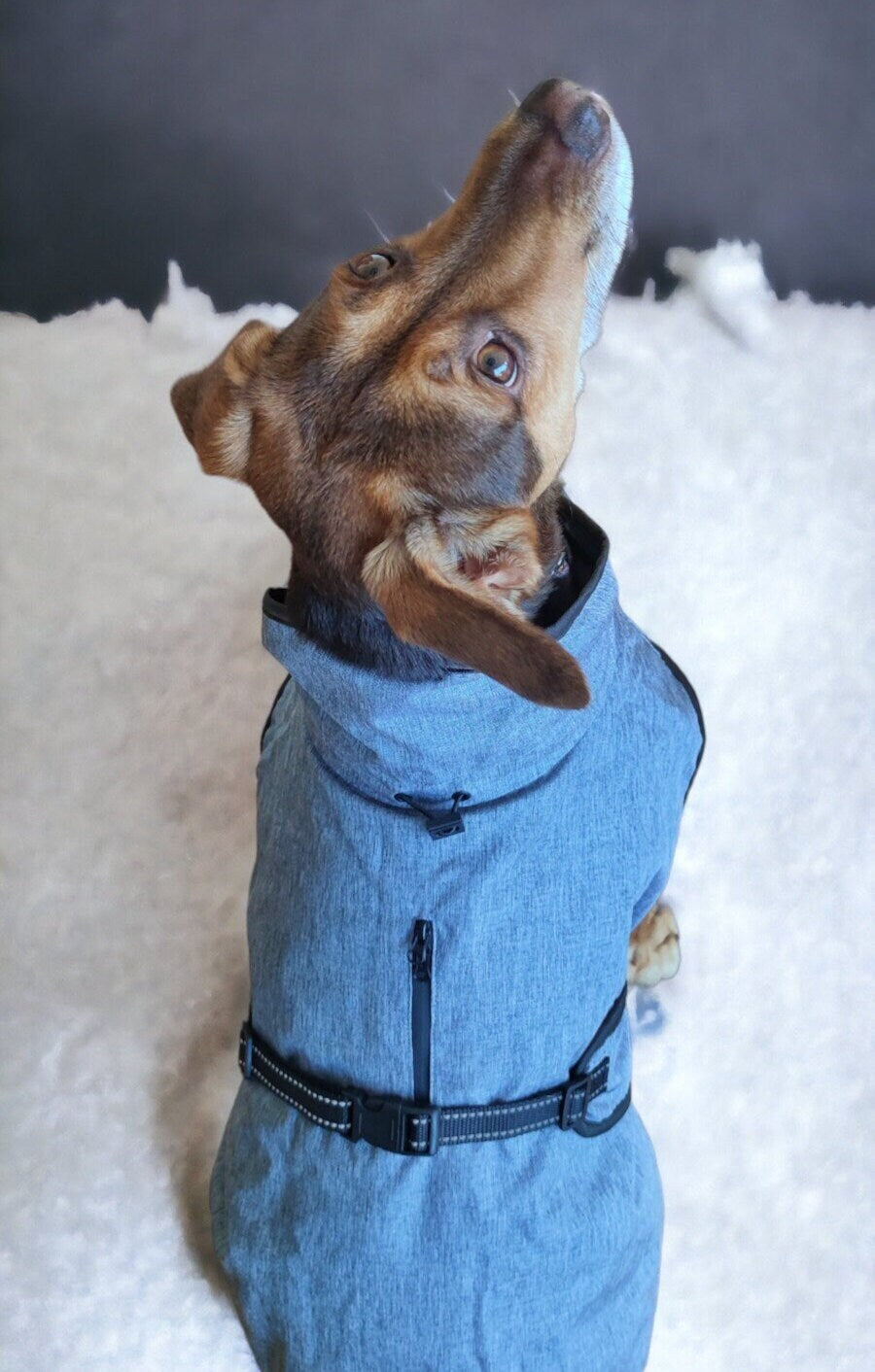 Dog Winter Autumn Jacket, Water and wind resistant