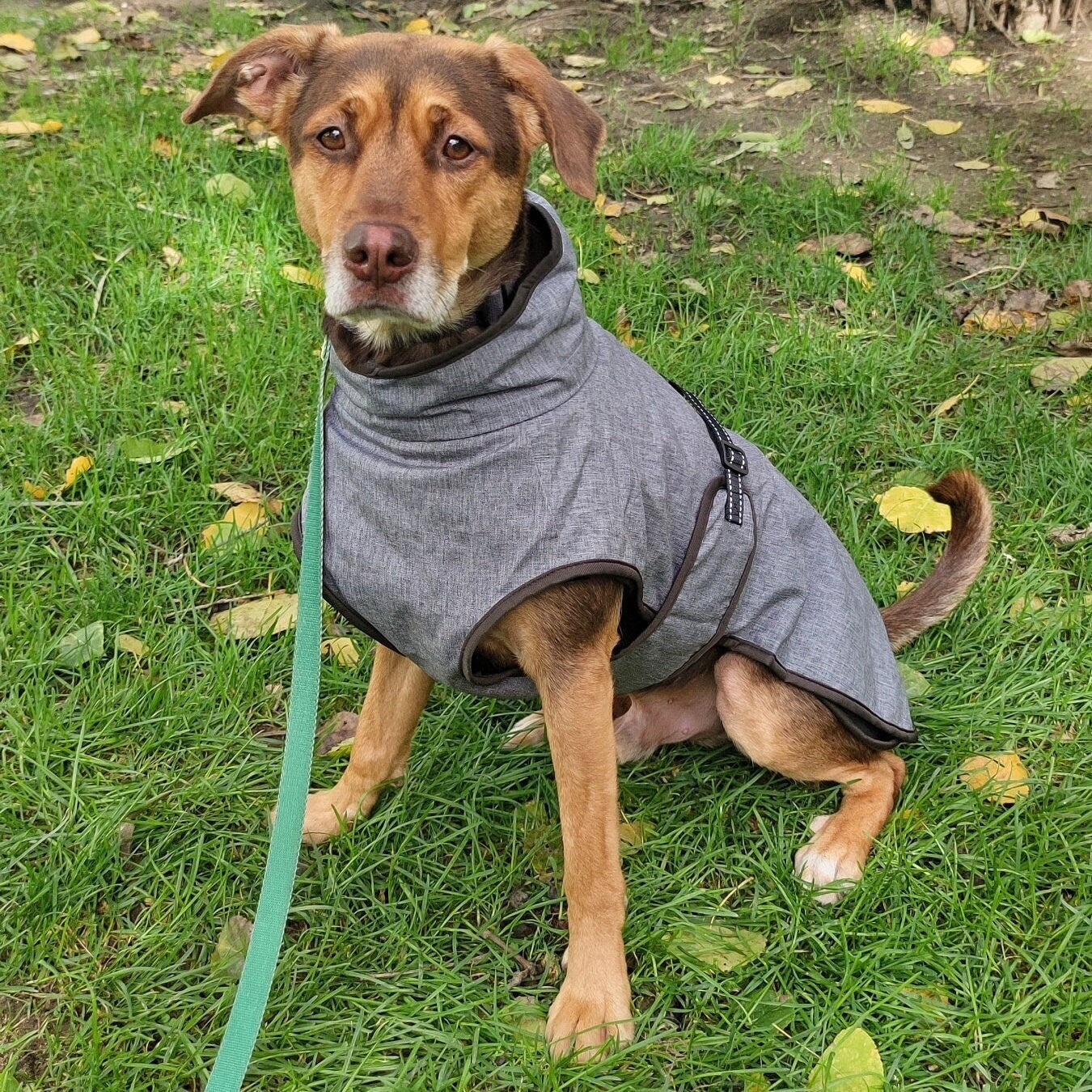 Dog Winter Autumn Jacket, Water and wind resistant