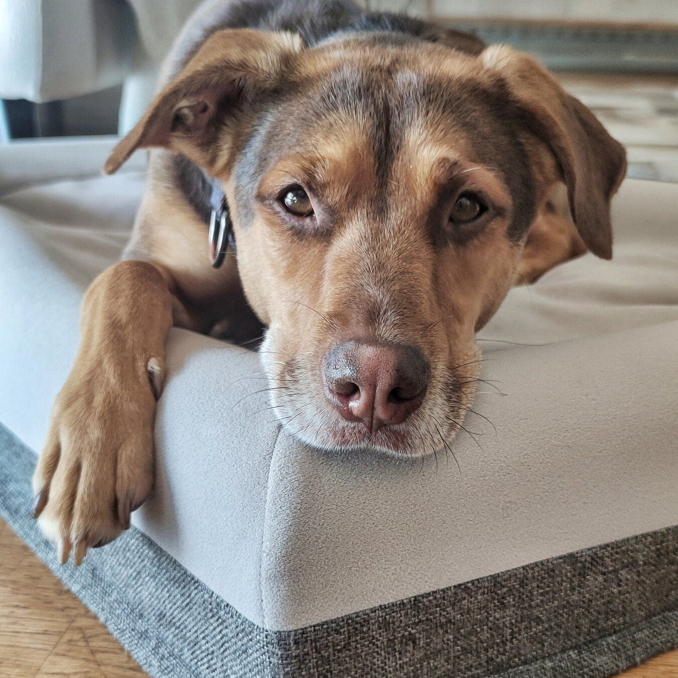 Easy clean One-piece Memory foam dog bed