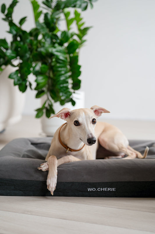 How to Choose a Memory Foam Dog Bed (Support Guide)