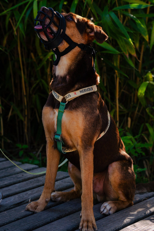 The Best Collar for a Nervous or Anxious Dog (and Calmer Walks)