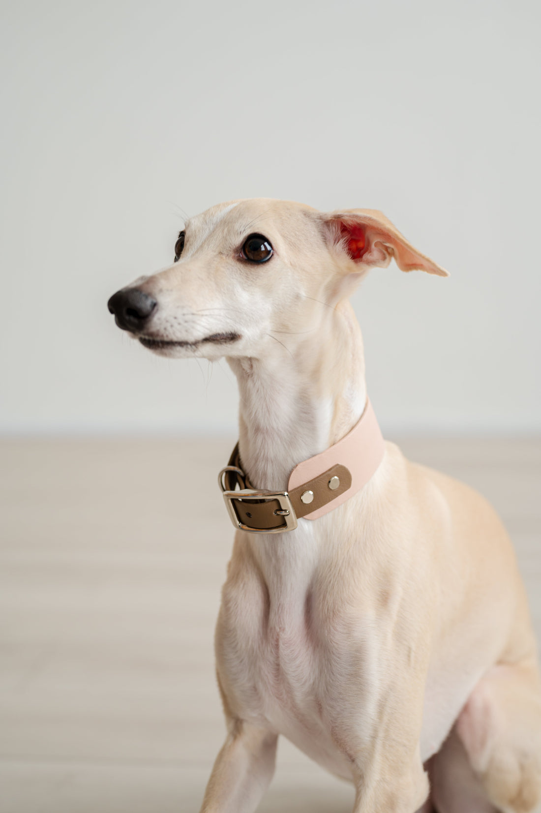 Biothane vs Nylon Dog Collars: Which Should You Choose?