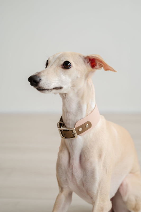 Biothane vs Nylon Dog Collars: Which Should You Choose?