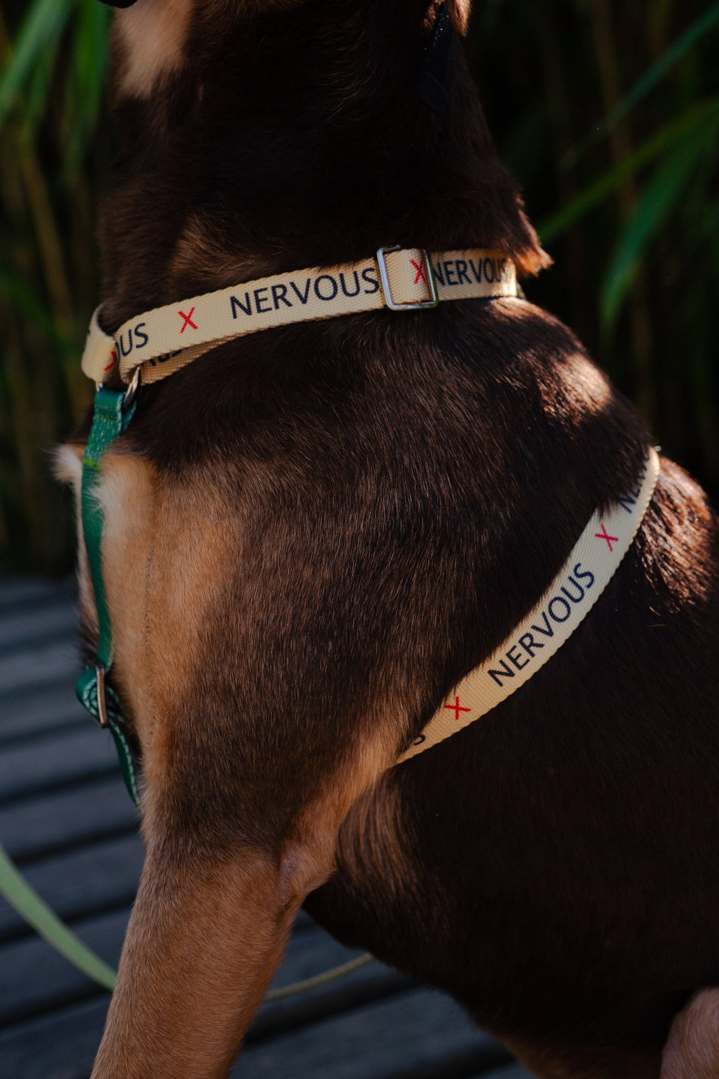 Yellow Nervous Anxious dog collar harness for Medium-sized dog, leash optional