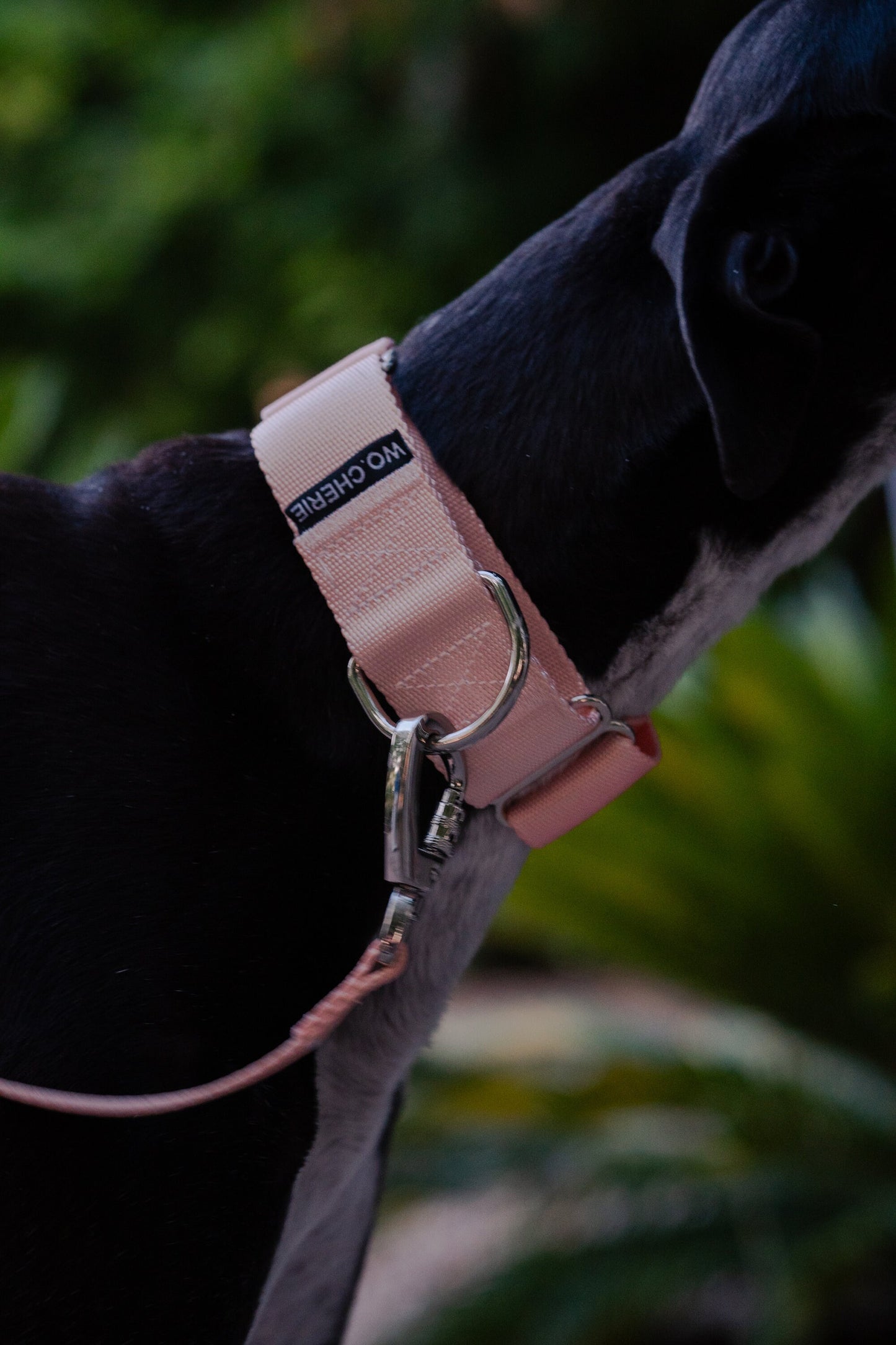 Pink martingale greyhound dog collar, 40mm wide dog collar, leash optional