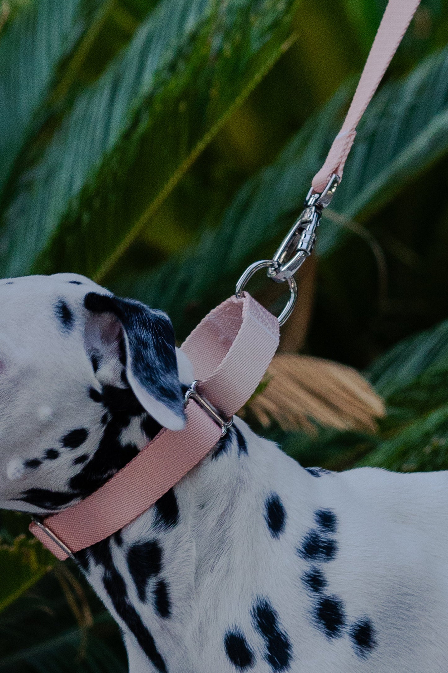 Pink Martingale dog collar, 25mm wide, leash optional