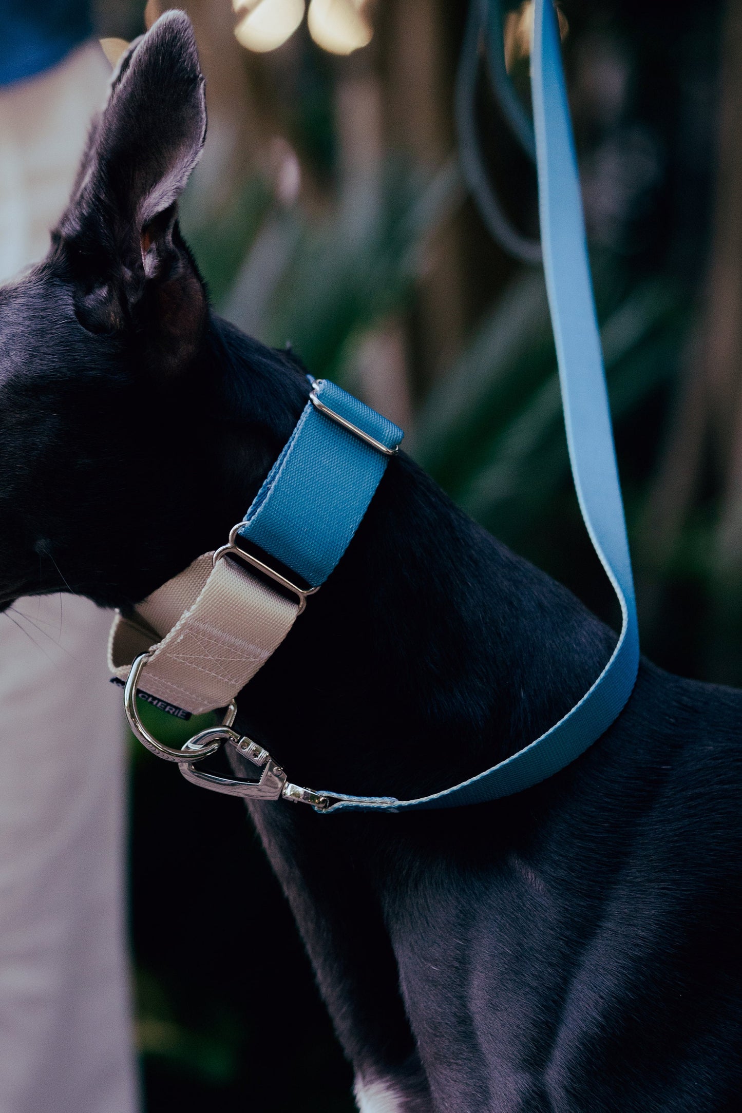 Blue-grey dog leash with padded handle, 140cm dog lead